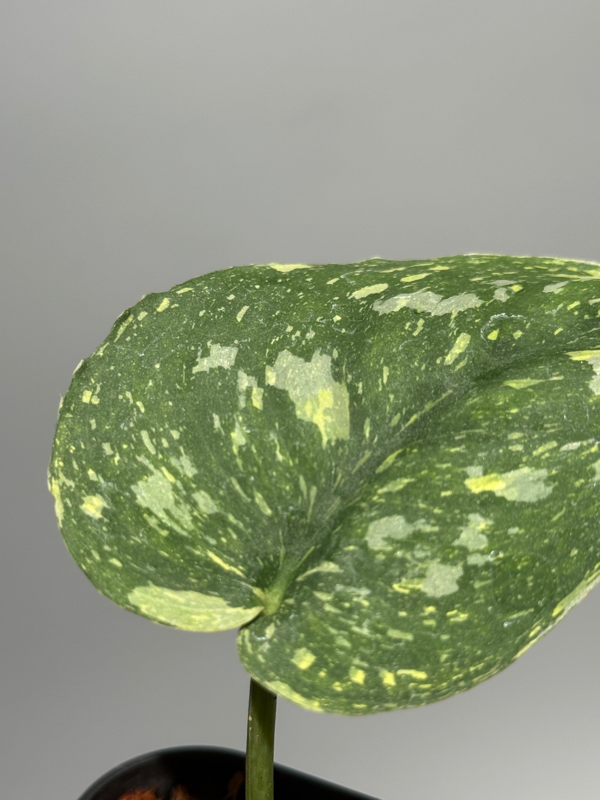 スキンダプサス バチコン  / Scindapsus Baticon (1)