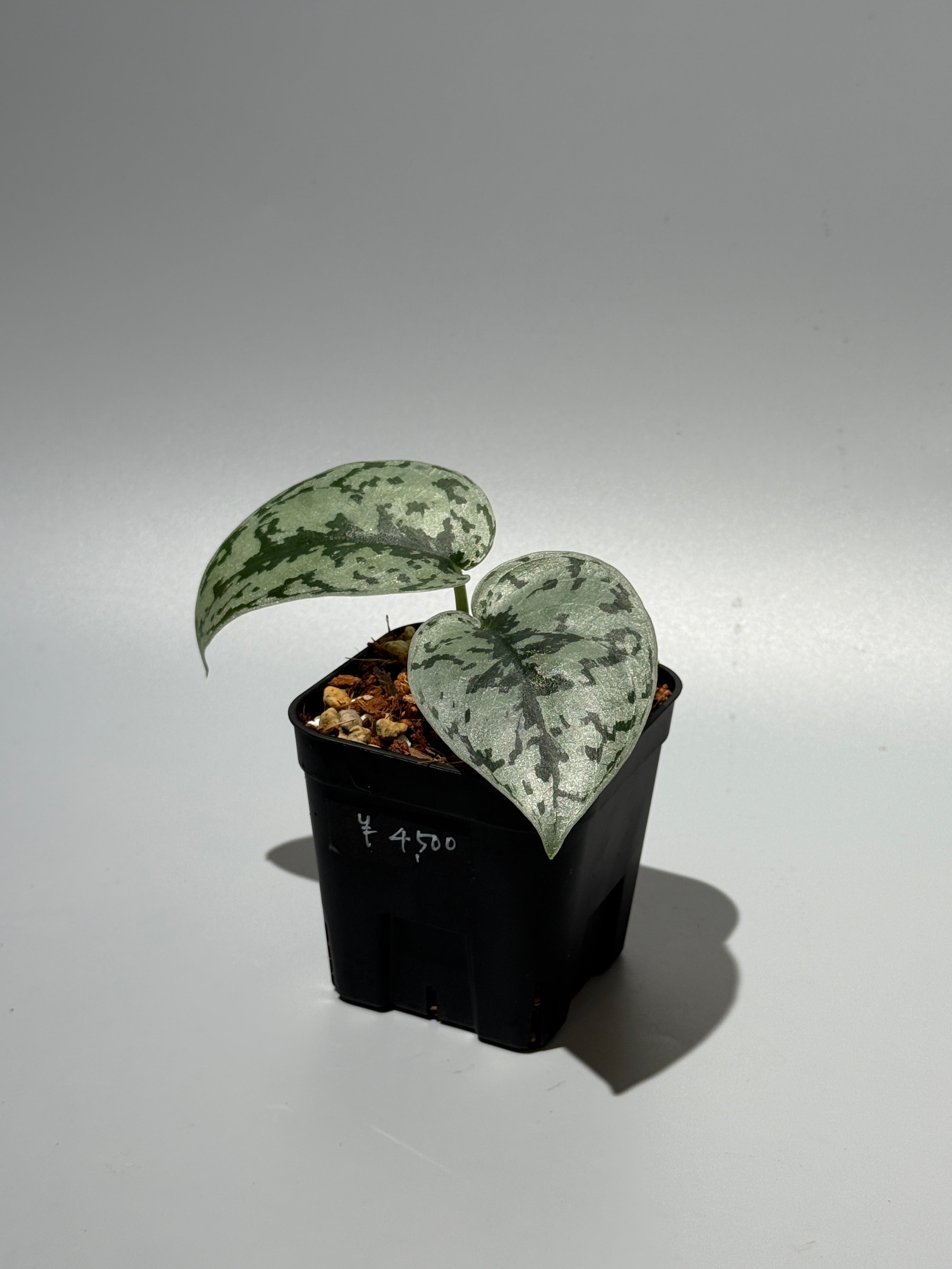 Nakayama Plants公式オンラインストア｜スキンダプサス専門店