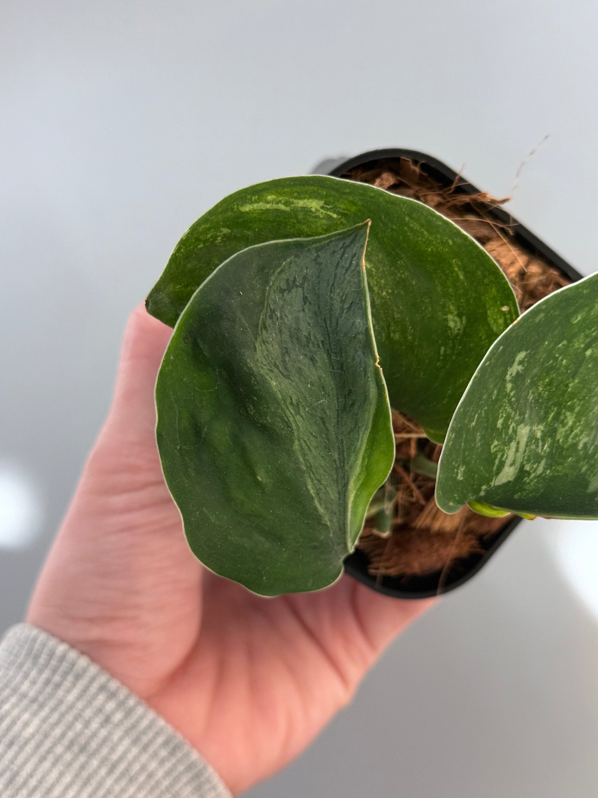 スキンダプサス シルバースプラッシュ ミューテーション/ Scindapsus Silver splash mutation  (1)