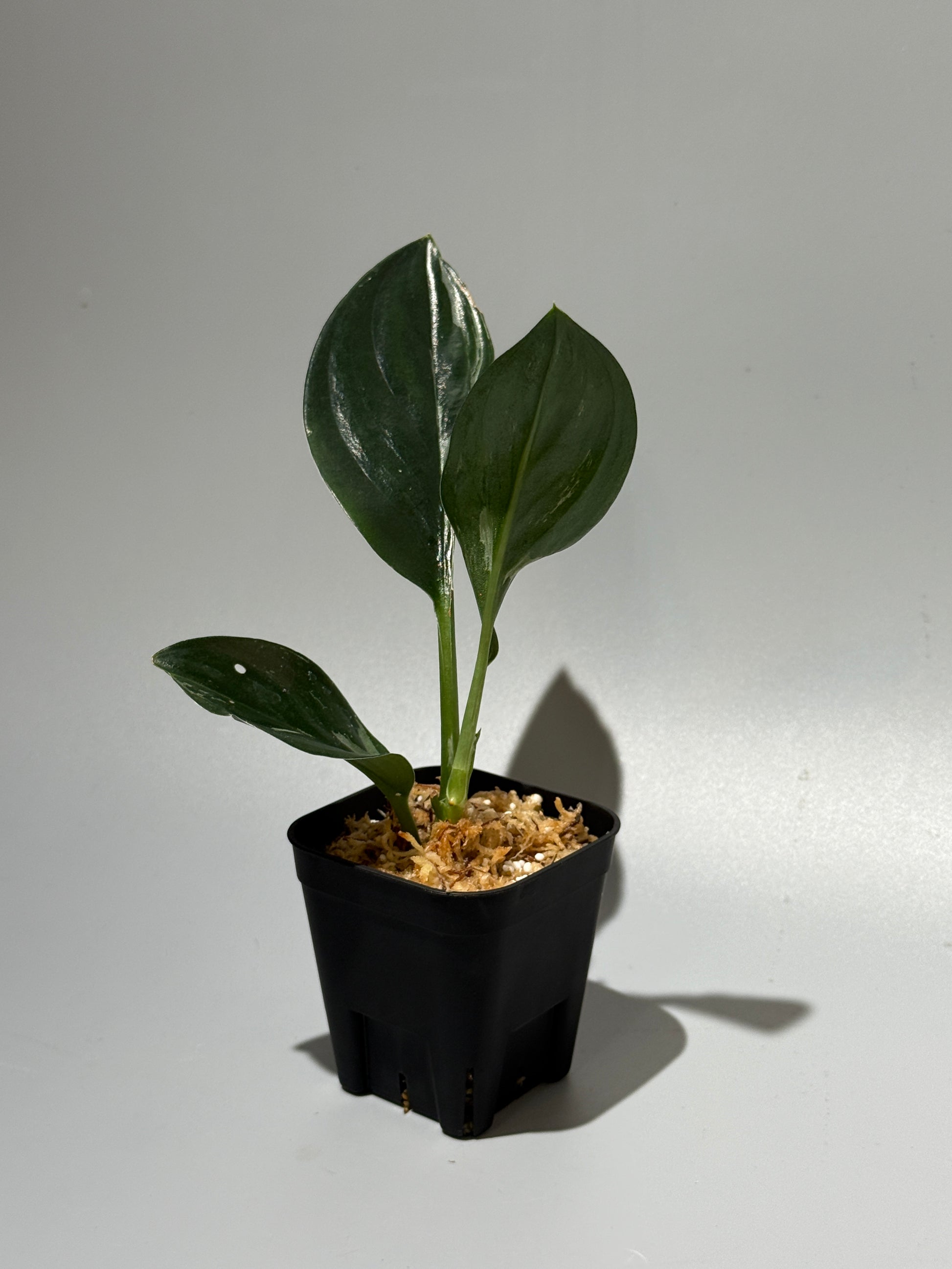スキンダプサス トレビー ダークフォーム ミューテーション/Scindapsus Treubii darkform mutation (1)
