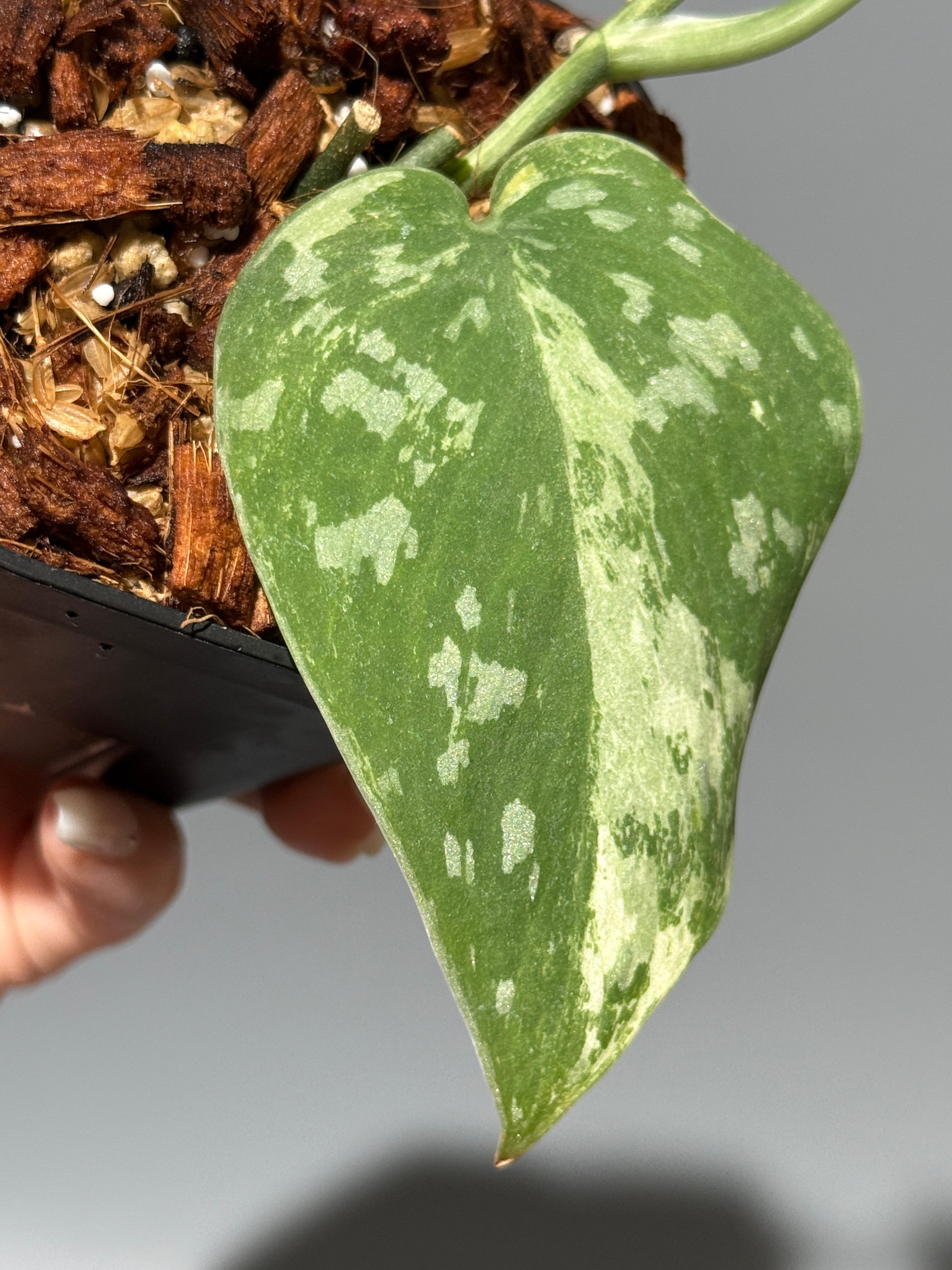 スキンダプサス ホワイトクロコダイル / Scindapsus White crocodile (1)