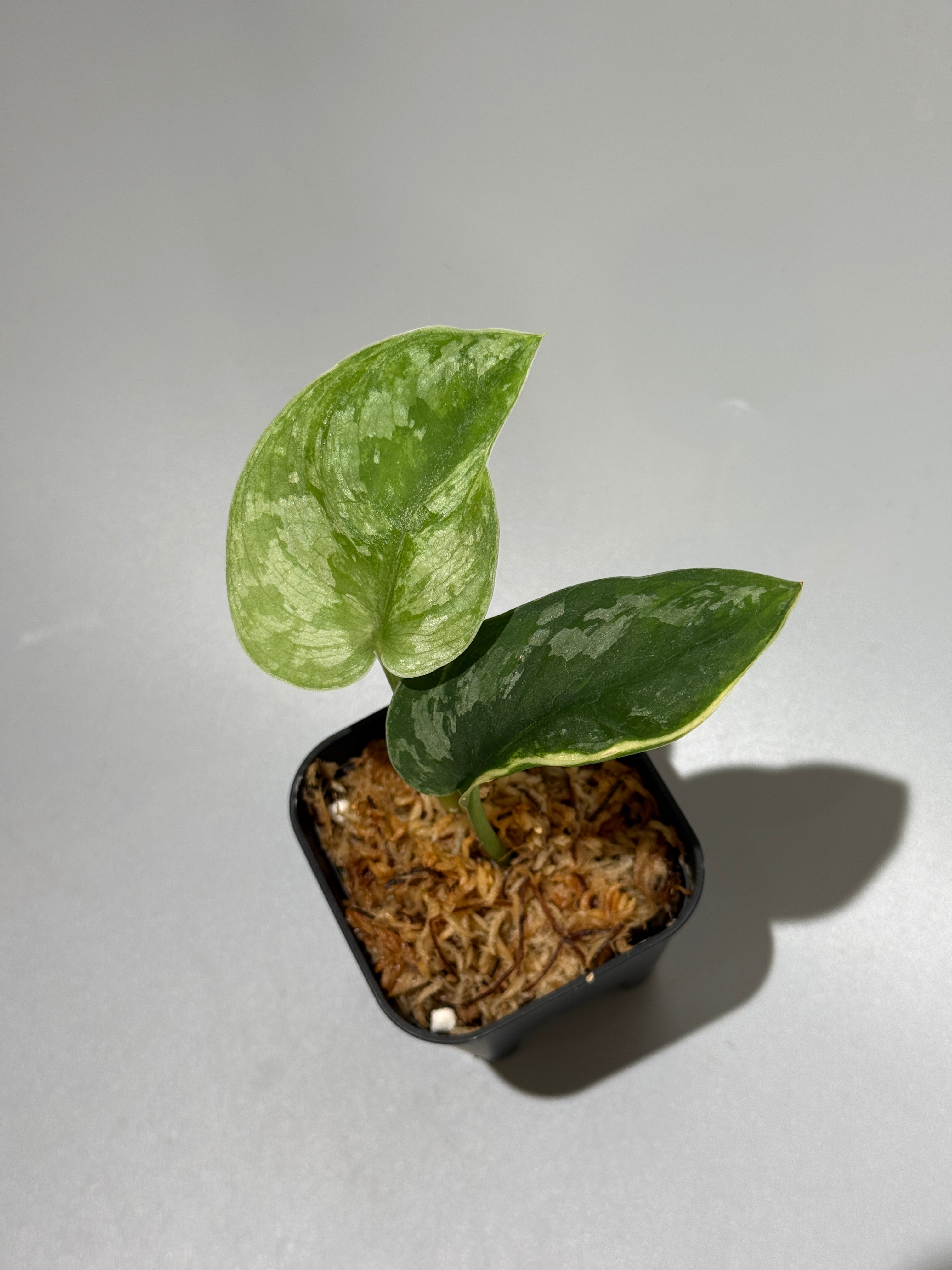 スキンダプサス　セット　D1 All Plants – Page 2 – Nakayama-Plants