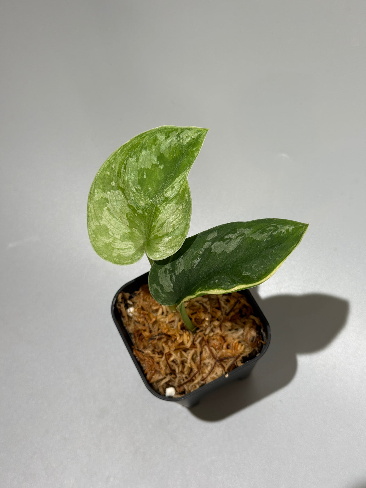 スキンダプサス イバタン  / Scindapsus Ibatan (1)