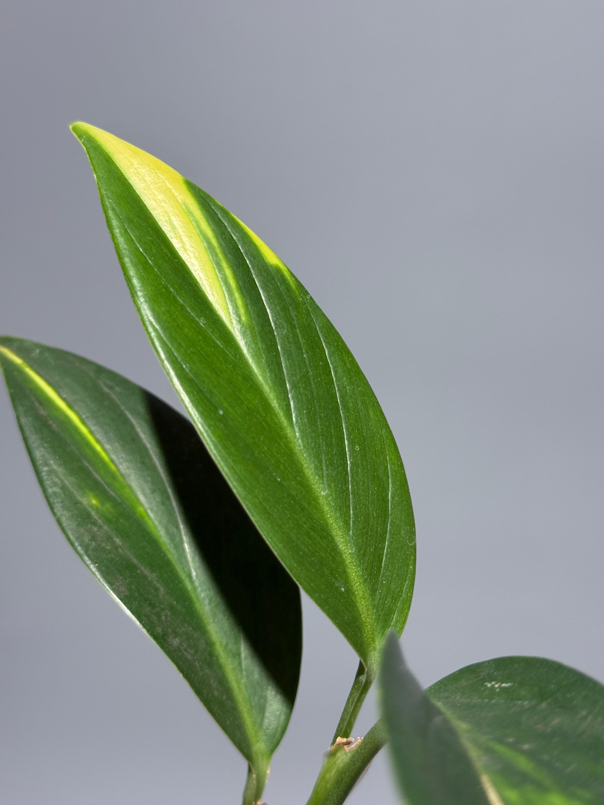 スキンダプサス コリアセウス イエロー / Scindapsus coriaceus yellow (1)