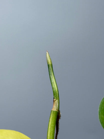 スキンダプサス ジェイドサテン オーレア  / Scindapsus jadesatin aurea (1)