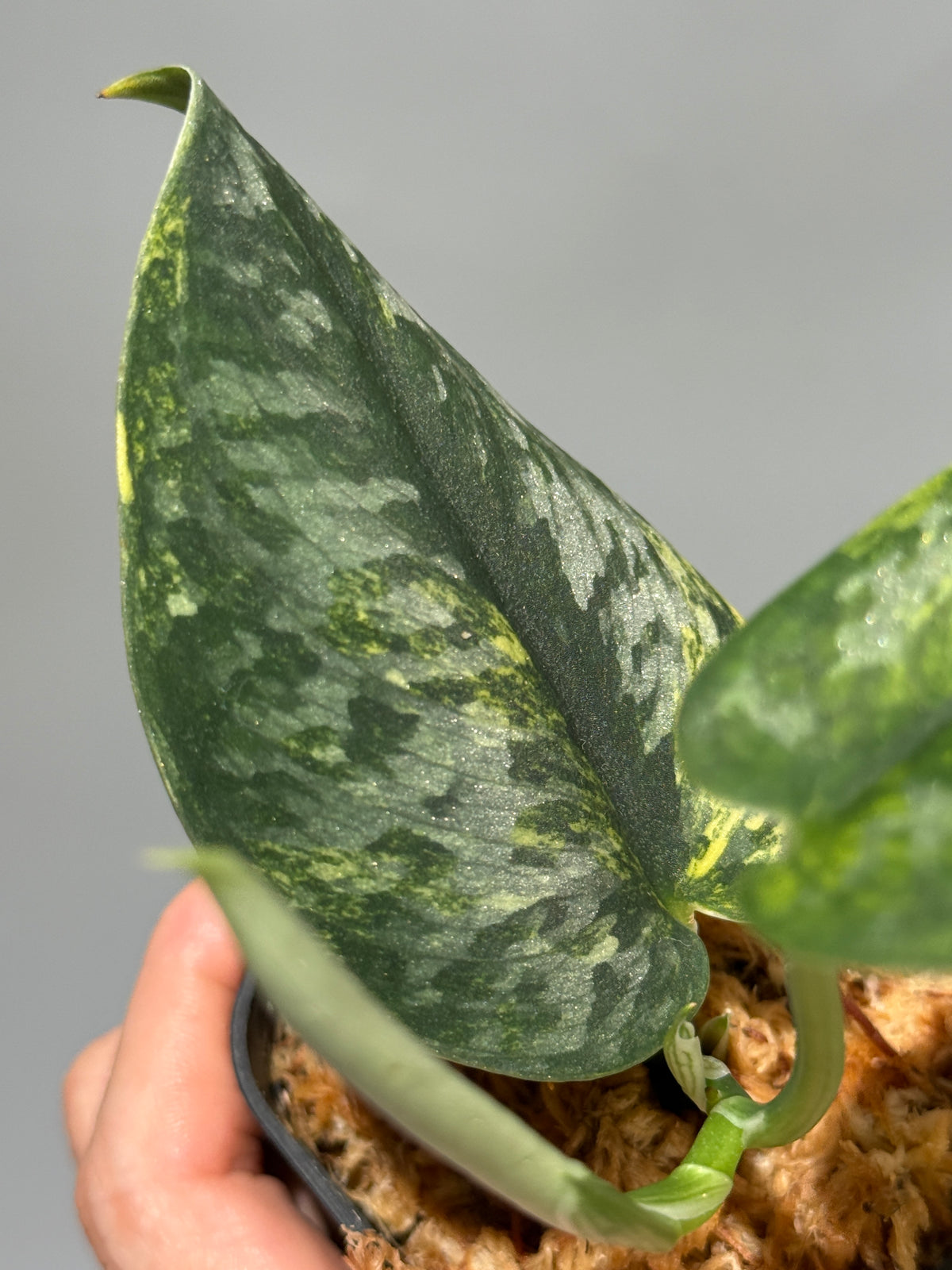 スキンダプサス グリーン ダイヤモンド / Scindapsus Green diamond (1)