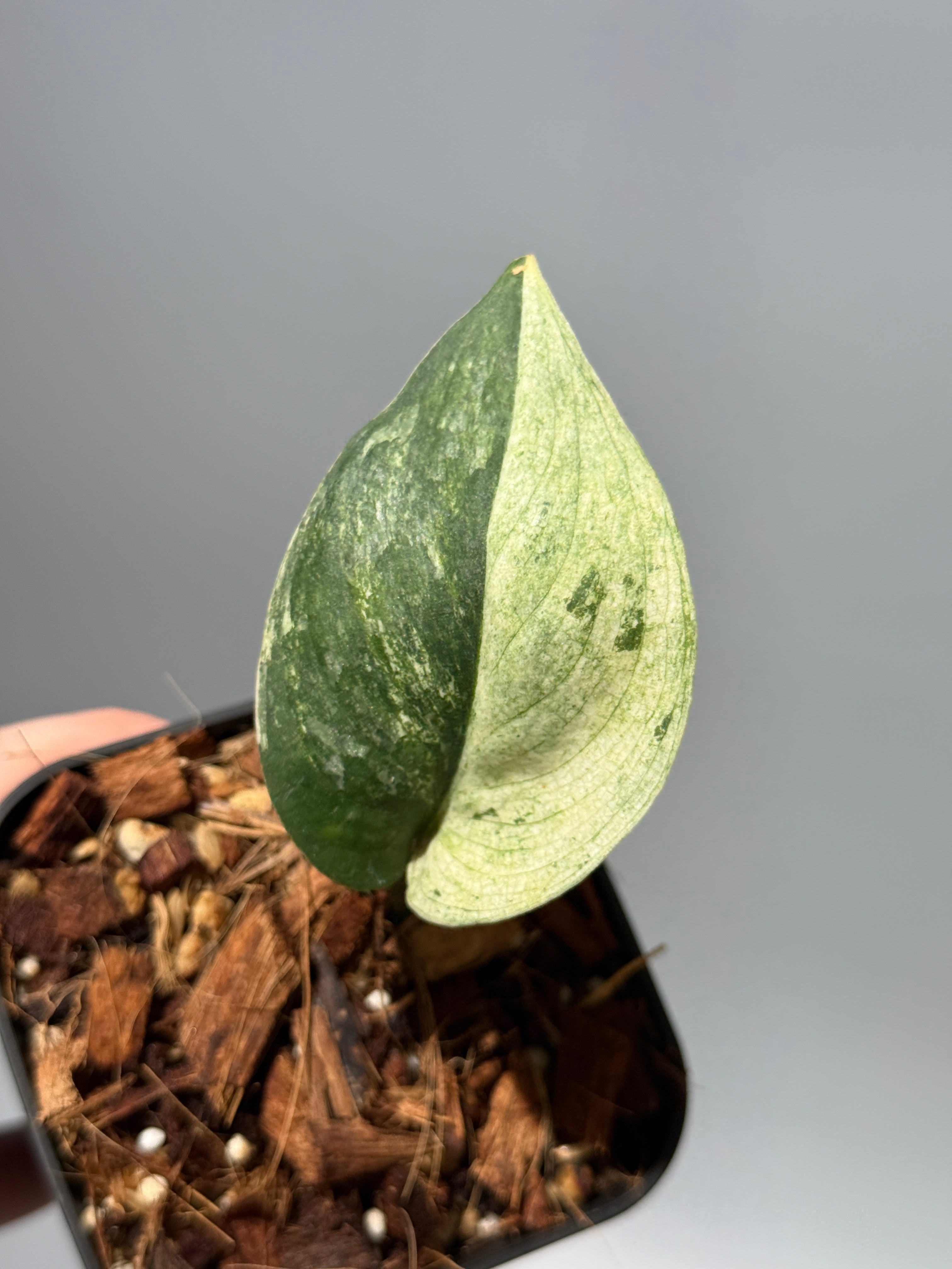 商品 – Page 3 – Nakayama-Plants
