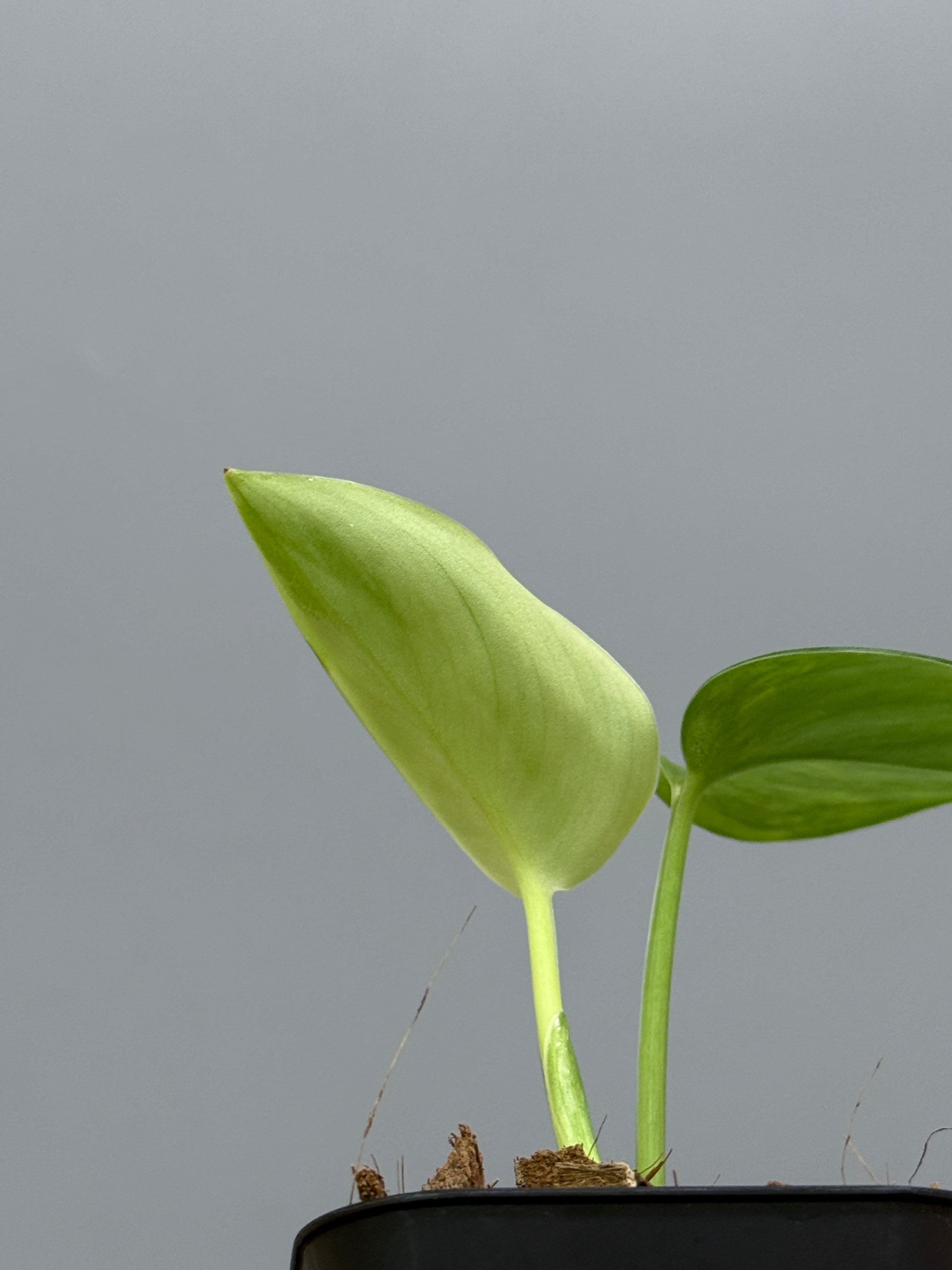 スキンダプサス ルビコン GOG / Scindapsus rubicon GOG (1