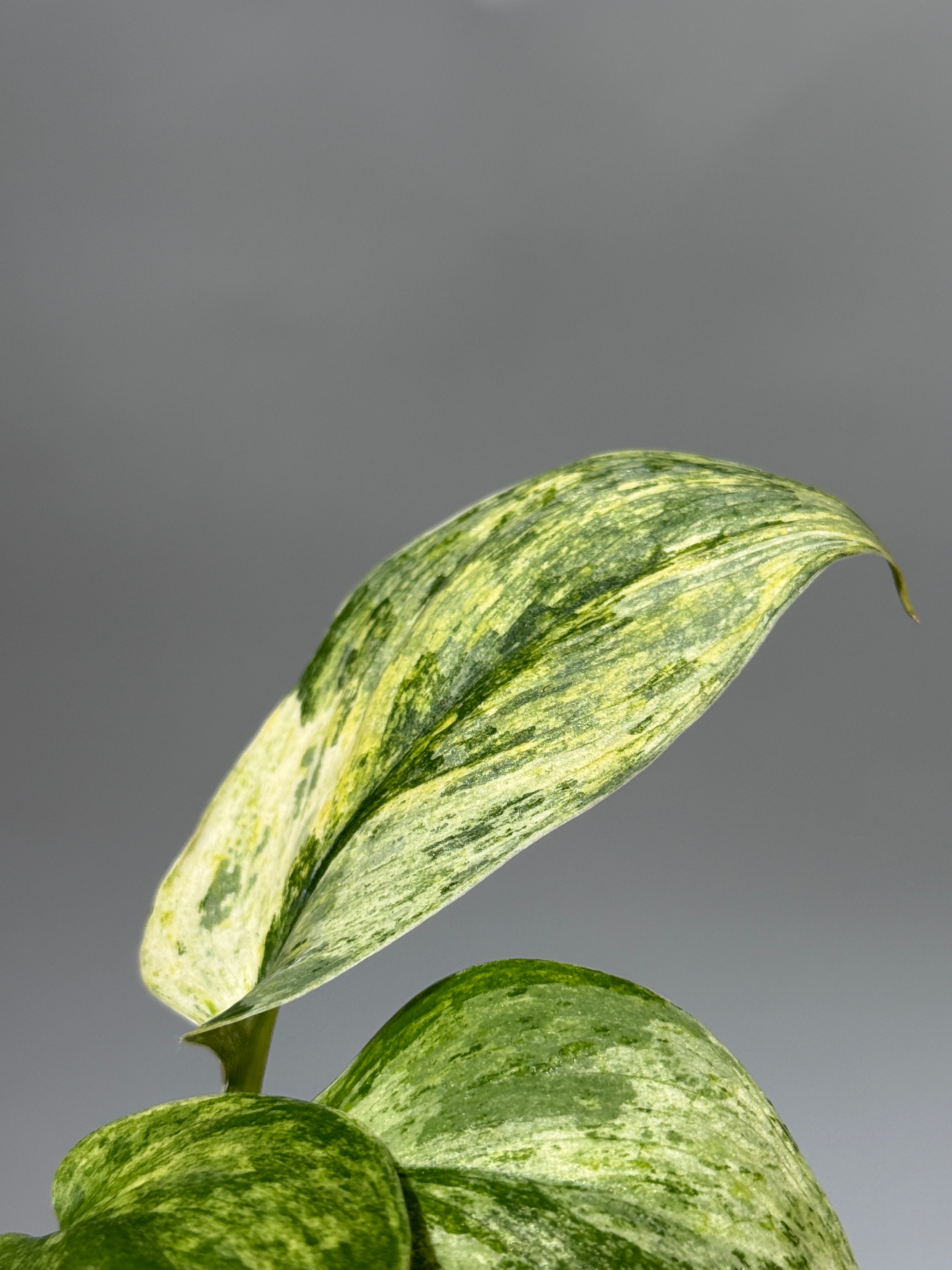 All Plants – Page 2 – Nakayama-Plants