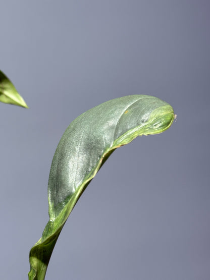 スキンダプサス ペラケンシス ブルーラバ / Scindapsus Perakensis blue lava (1)