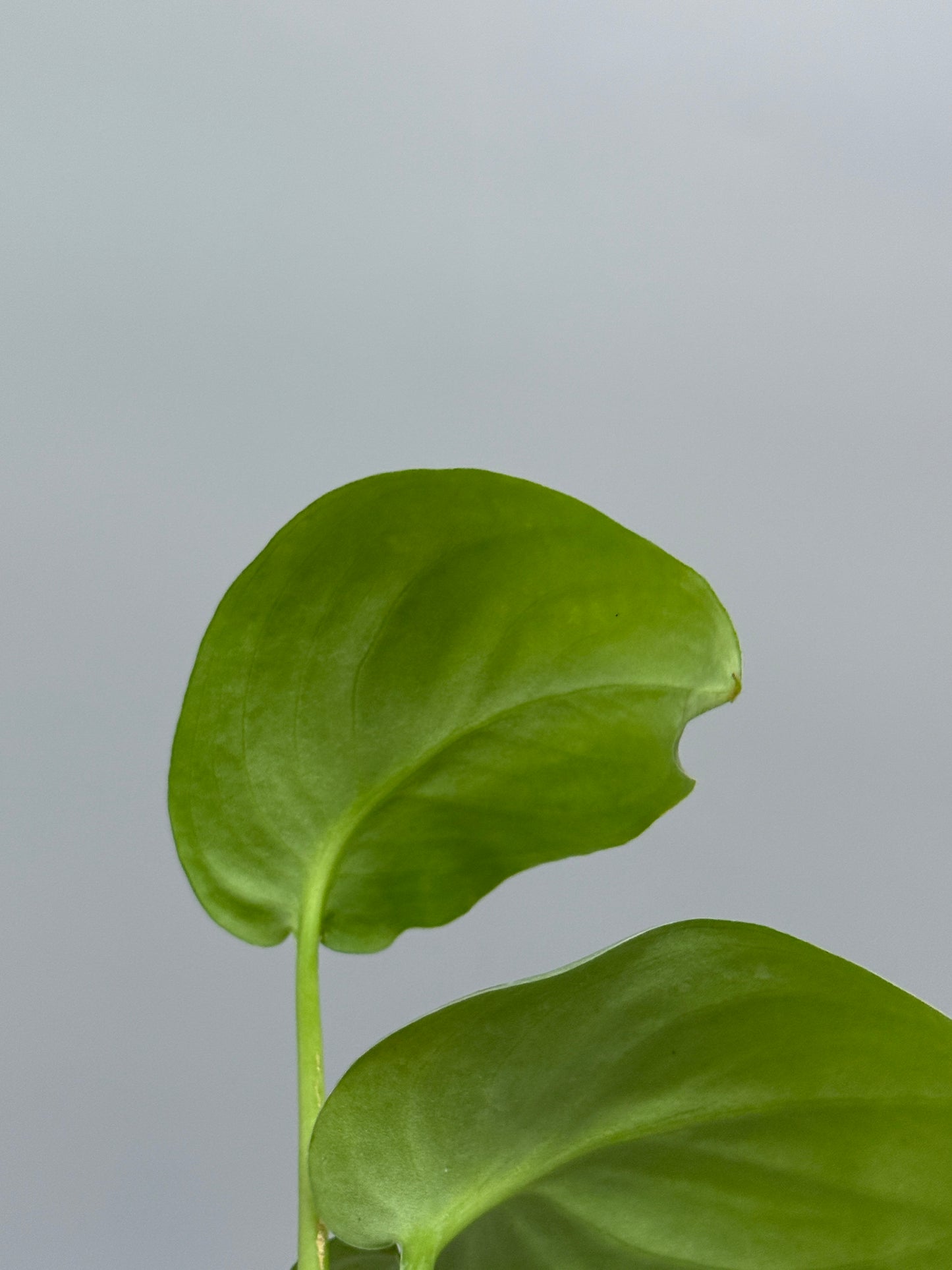 スキンダプサス sp.ジャンビ / Scindapsus sp.jambi (2)