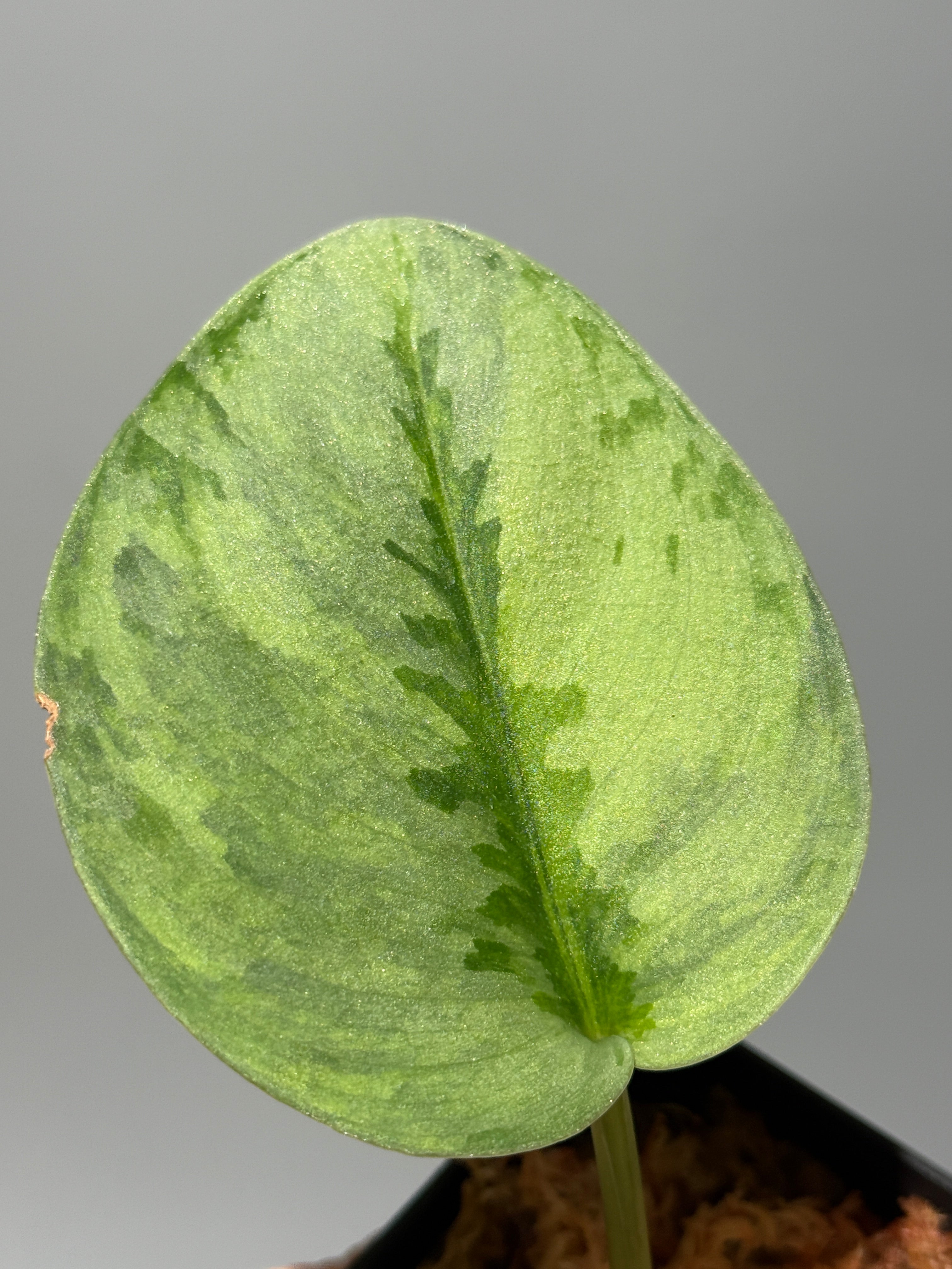 All Plants – Nakayama-Plants