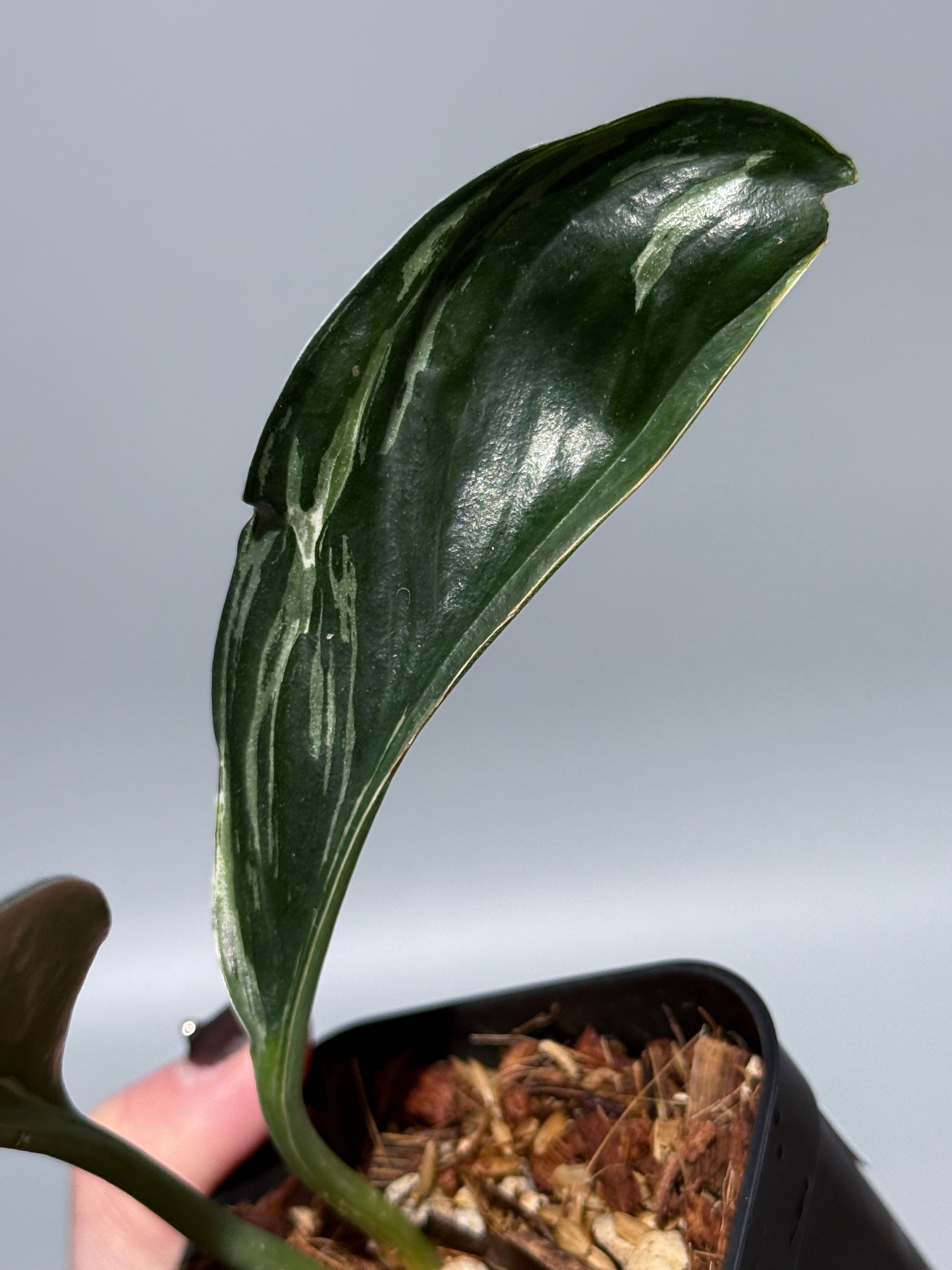 スキンダプサス トレビー ダークフォーム ミューテーション/Scindapsus Treubii darkform mutation (2)