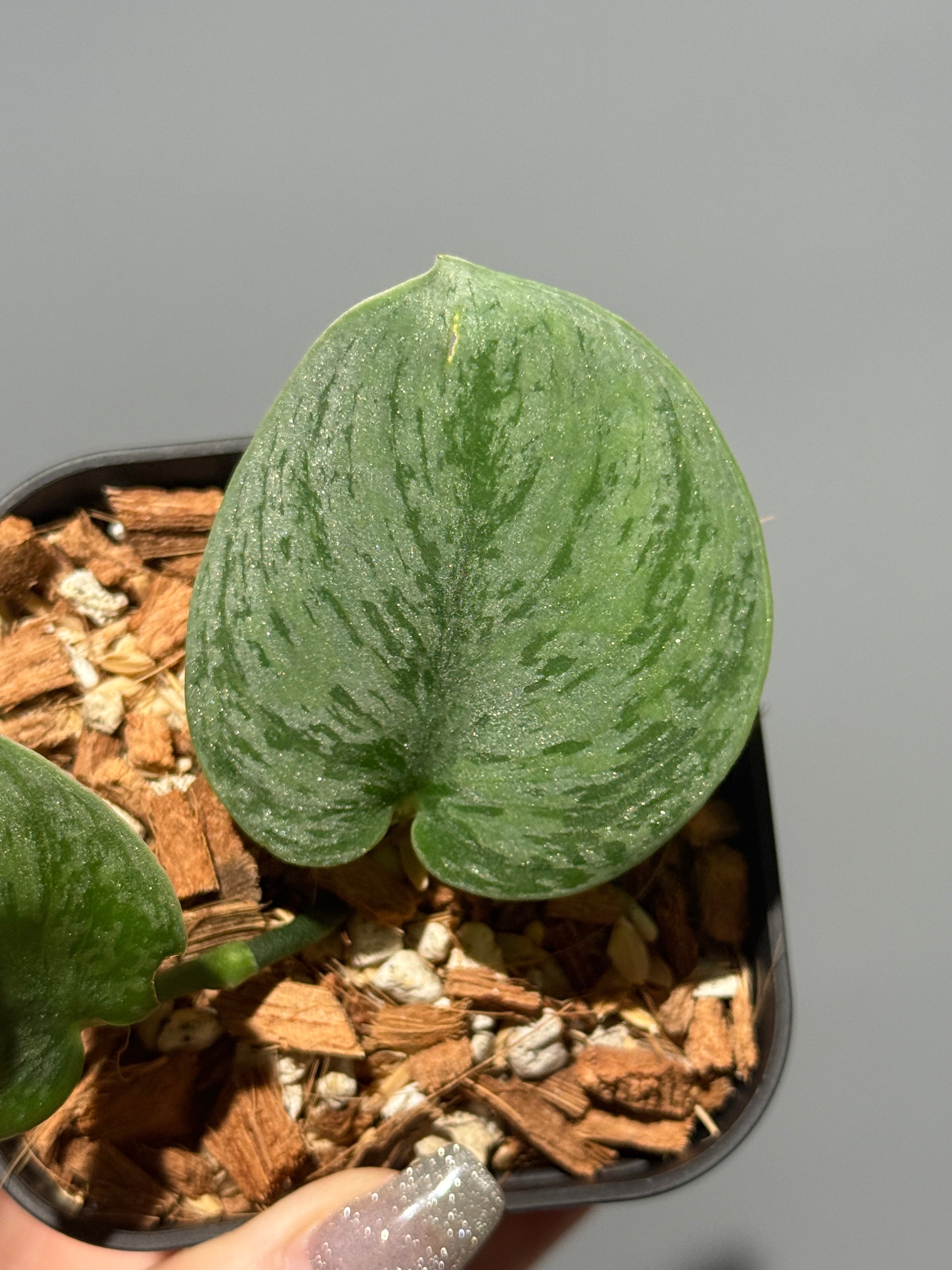 スキンダプサス グレイ ダイヤモンド / Scindapsus Gray diamond (1)