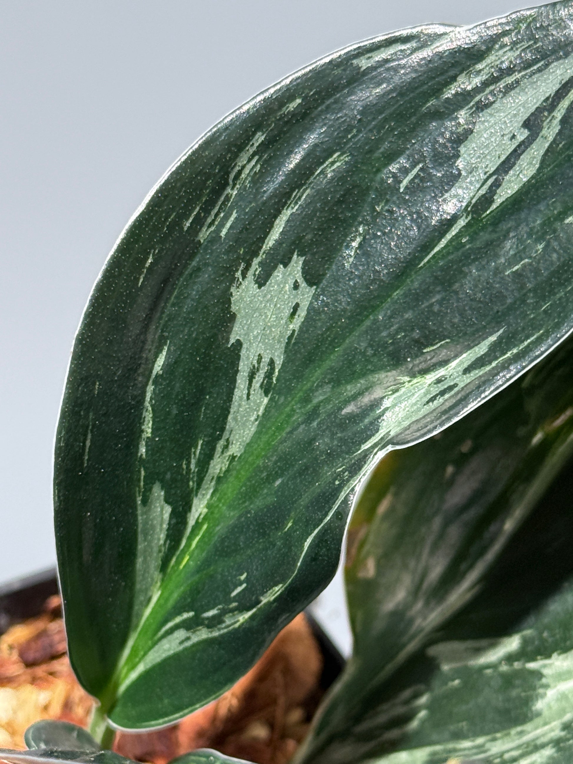 スキンダプサス トレビー ダークフォーム ミューテーション/Scindapsus Treubii darkform mutation (3)