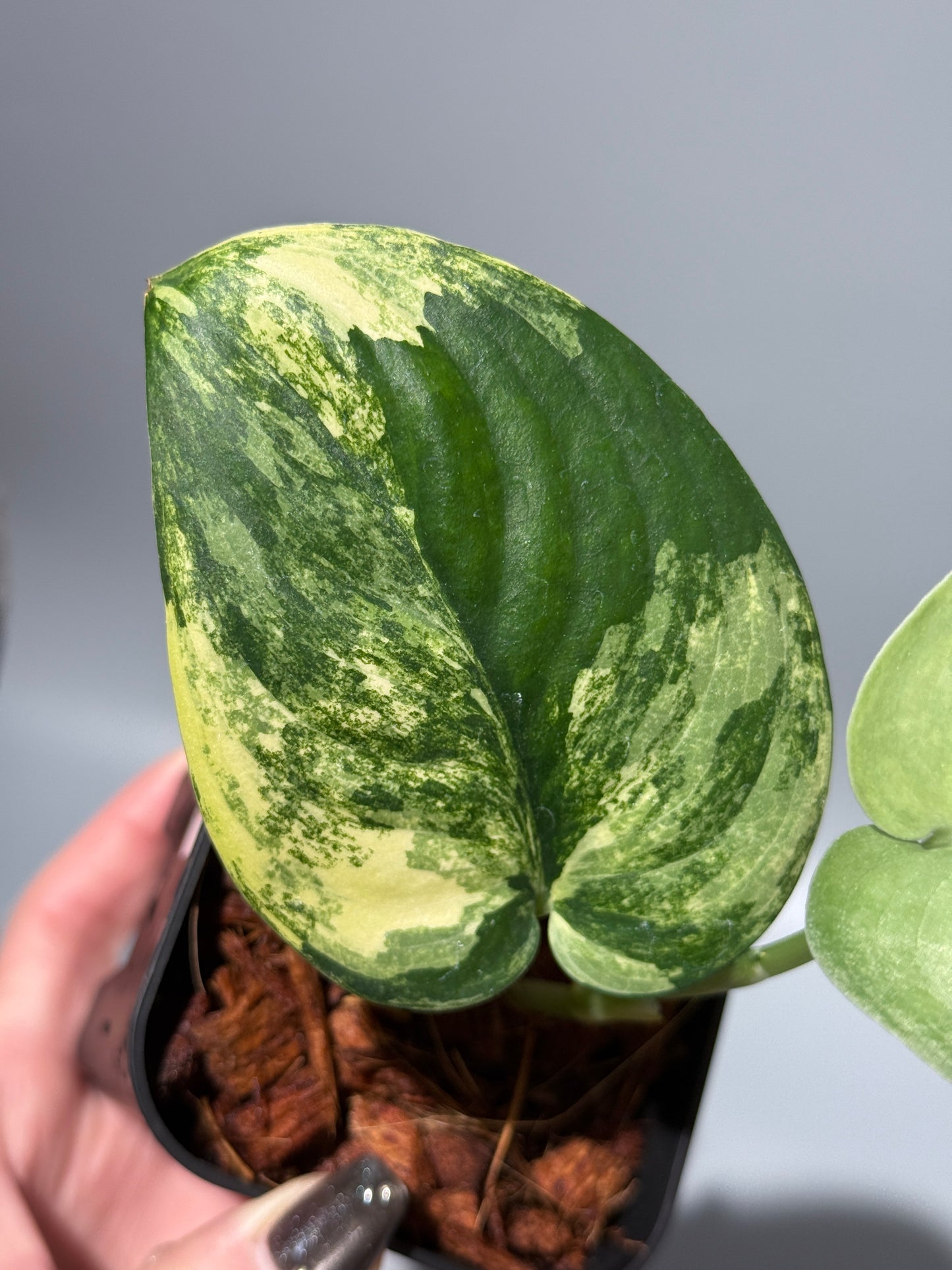 スキンダプサス ジェイドサテン オーレア  / Scindapsus jadesatin aurea (2)