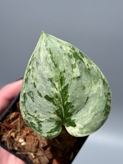 スキンダプサス ピースン アルボ  / Scindapsus peasun albo (1)