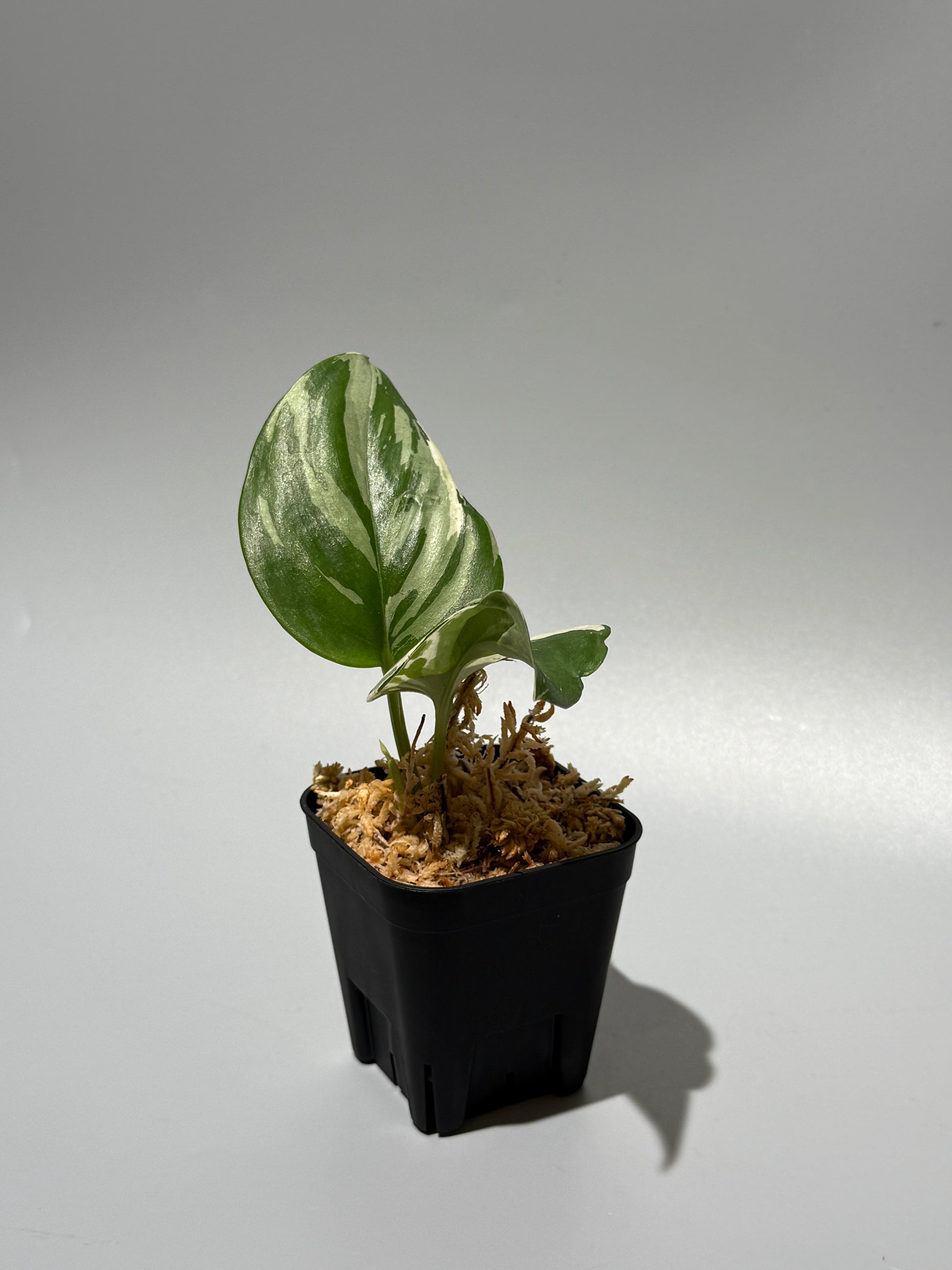 スキンダプサス トレビー ムーンライト 斑入り  / Scindapsus treubii moonlight var. (2)