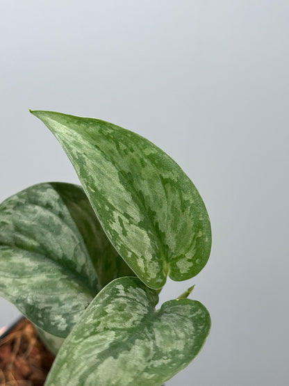 スキンダプサス ダーク クラウド Sp. ボルネオ / Scindapsus Dark cloud Sp. borneo (2)