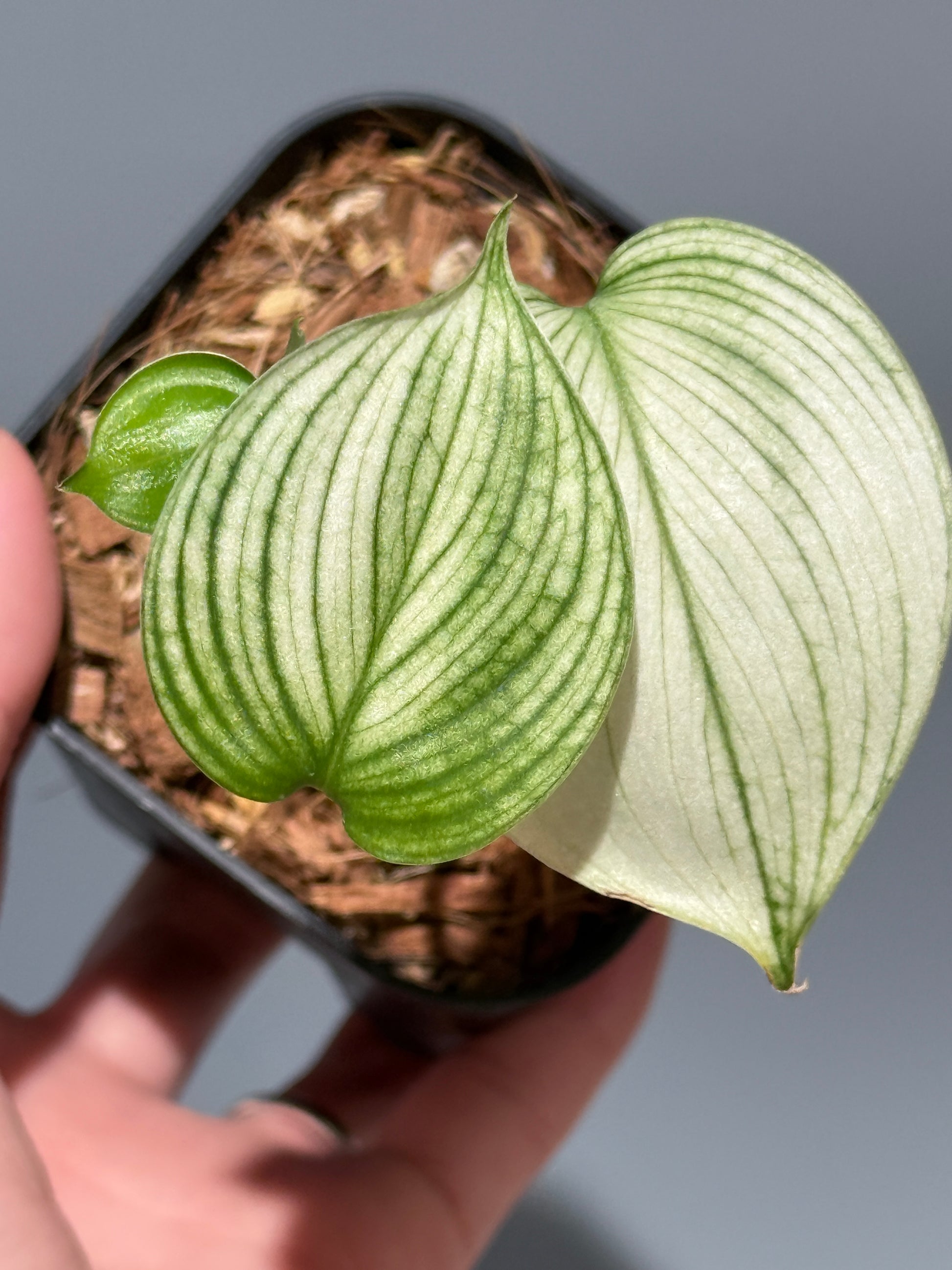 スキンダプサス ホワイトモンスター / Scindapsus whitemonster (1)