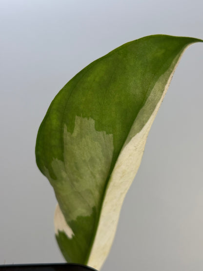 スキンダプサス ラカンビニ / Scindapsus lakambini  (4)