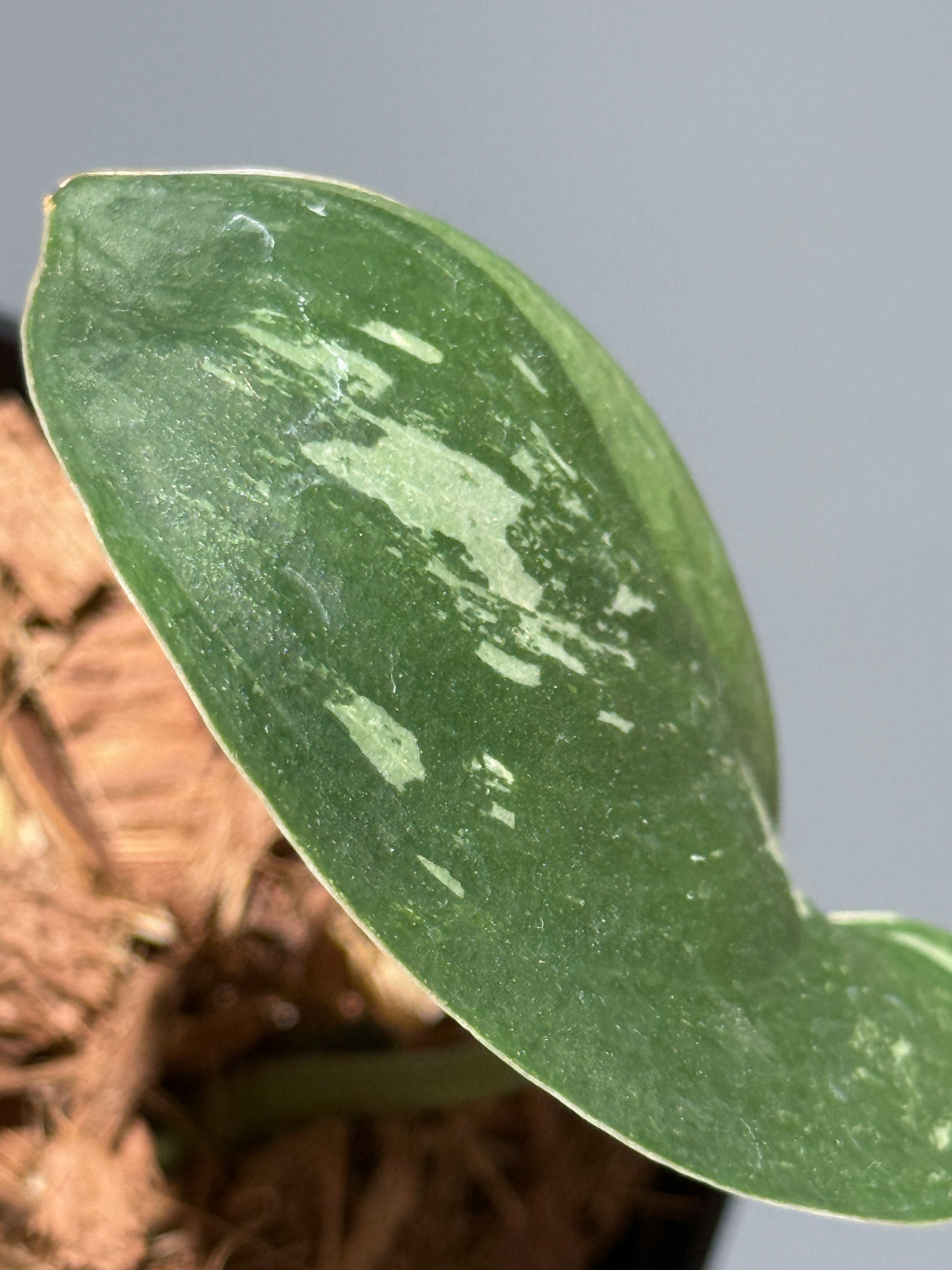 スキンダプサス シルバースプラッシュ ミューテーション/ Scindapsus Silver splash mutation  (2)