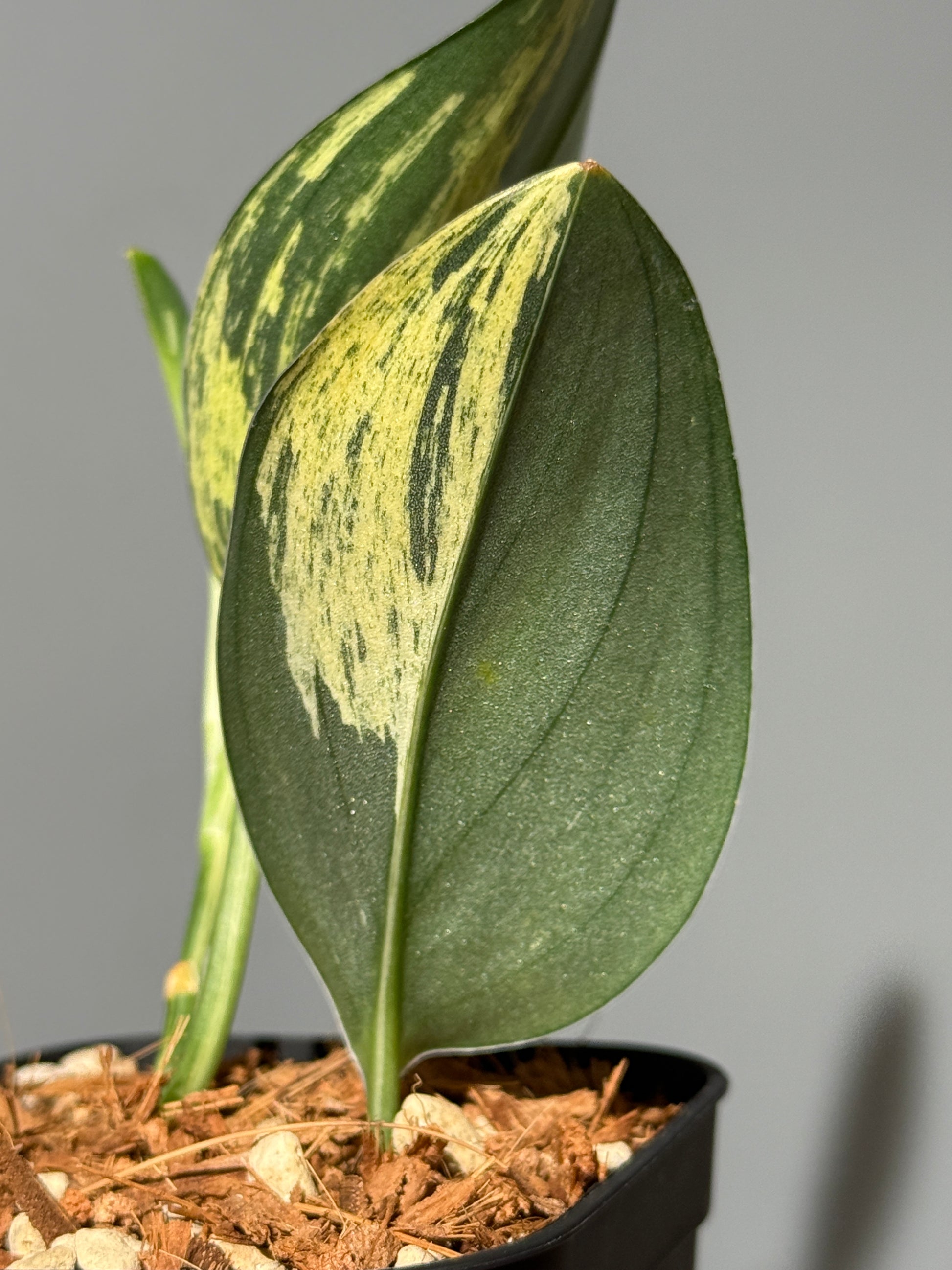 スキンダプサス トレビー ダークフォーム イエロー斑入り/Scindapsus darkform yellow var.(1)