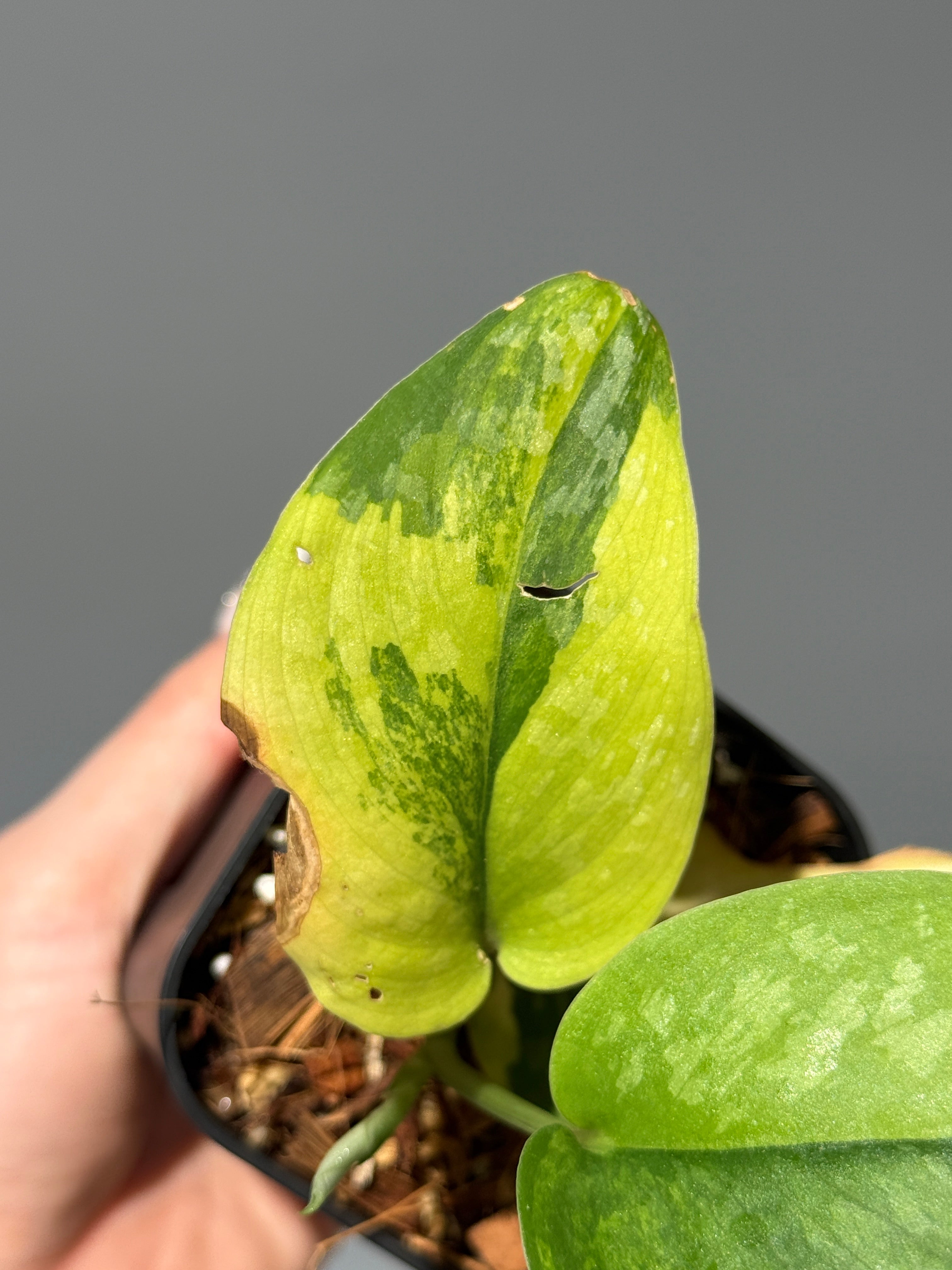 All Plants – Page 2 – Nakayama-Plants