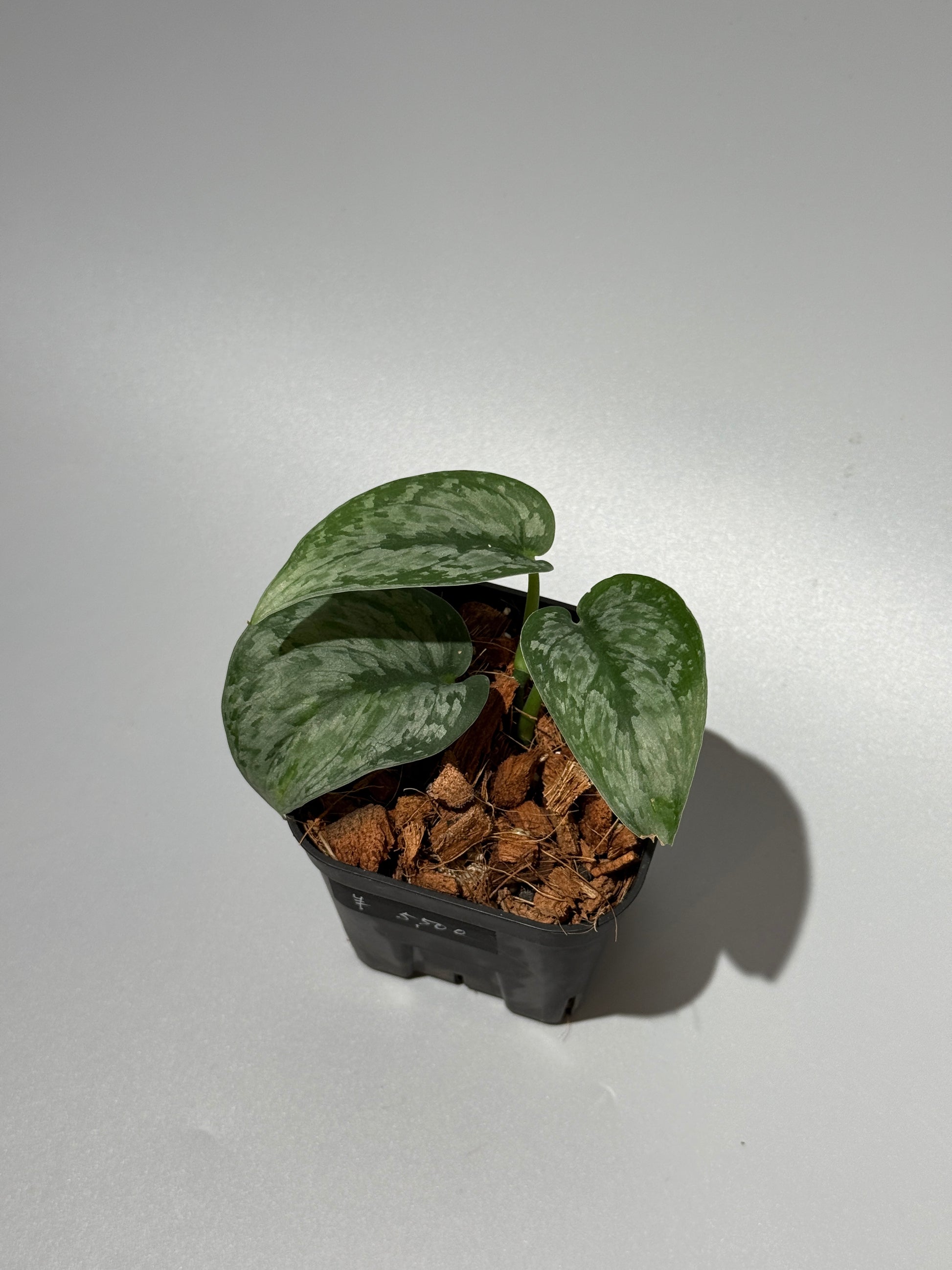 スキンダプサス ダーク クラウド Sp. カリマンタン / Scindapsus Dark cloud Sp. Kalimantan (1)