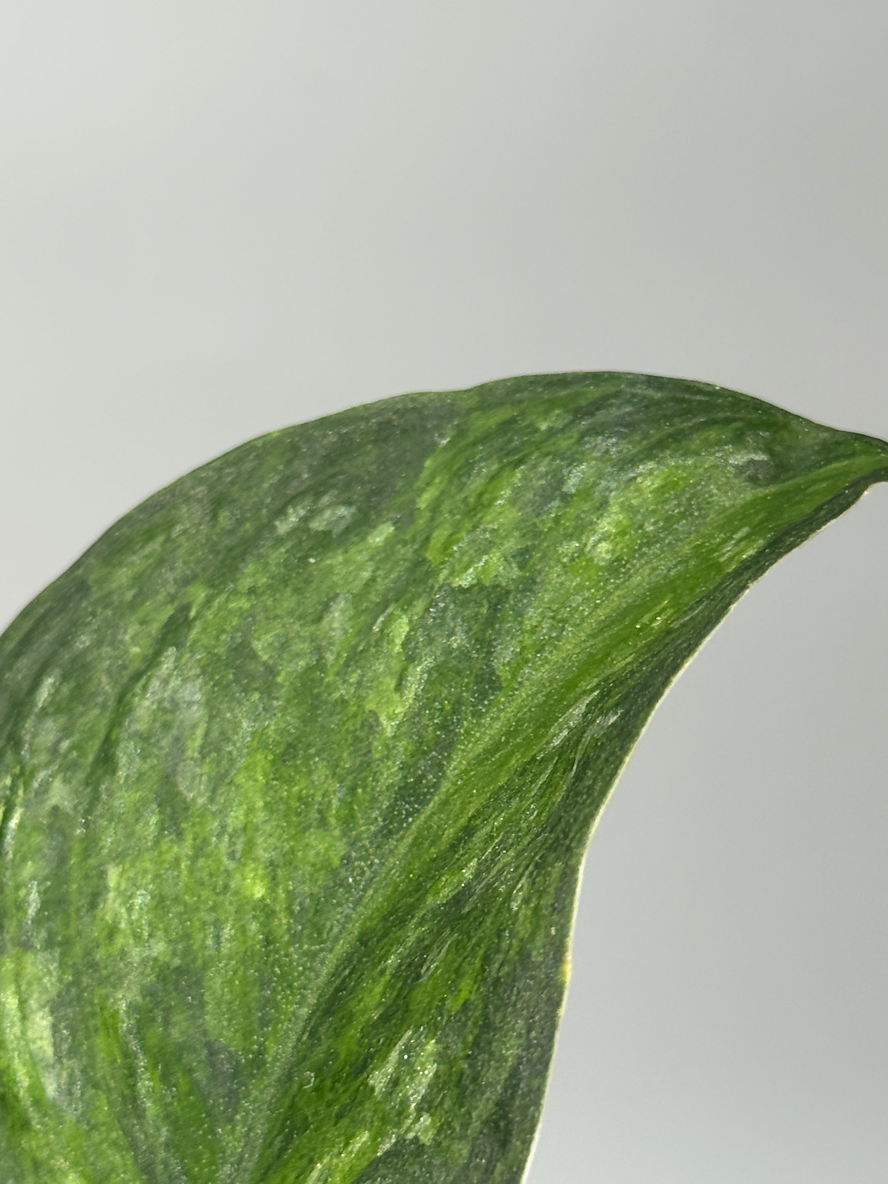 新着商品 – Nakayama-Plants