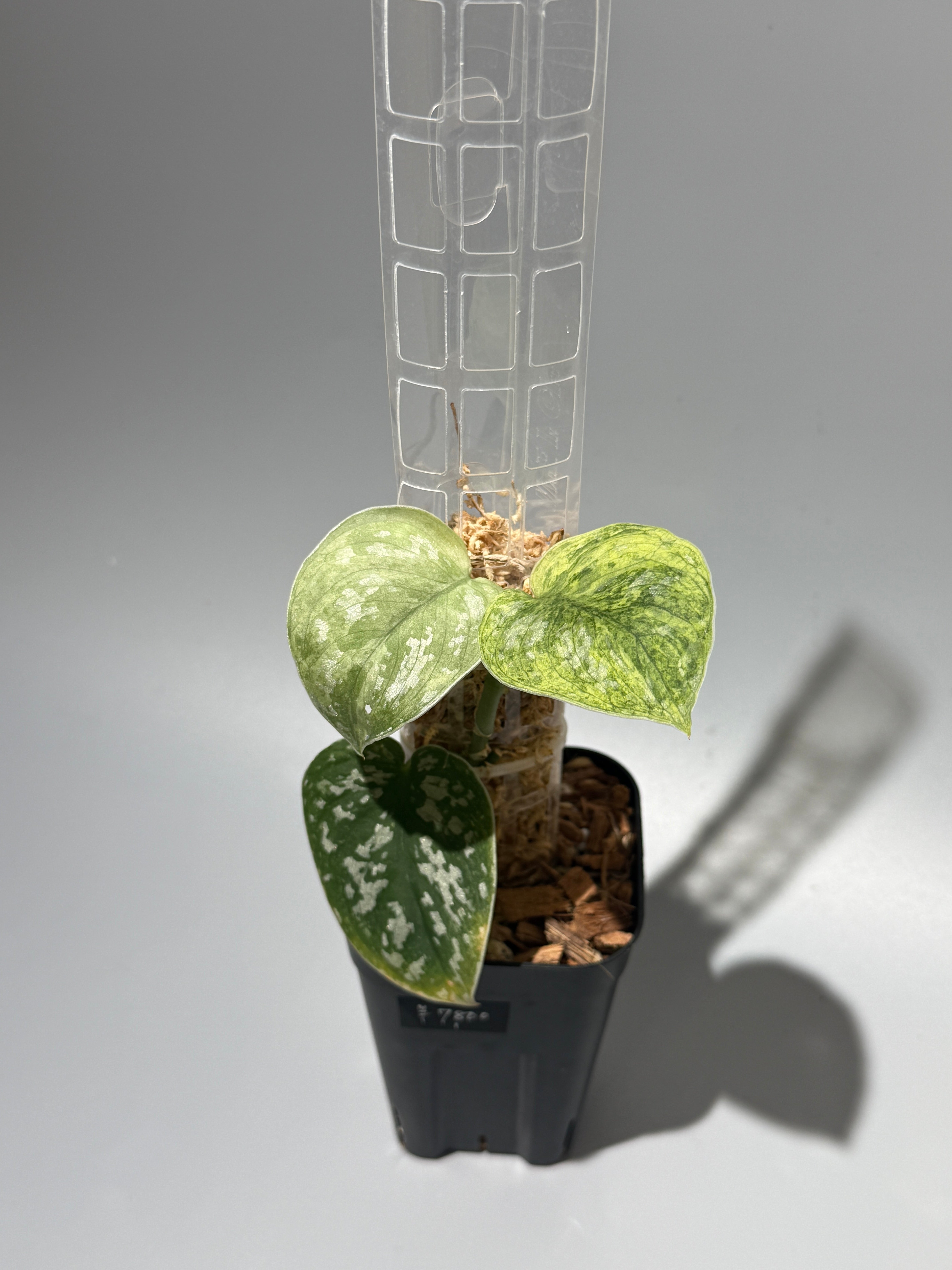 All Plants – Nakayama-Plants