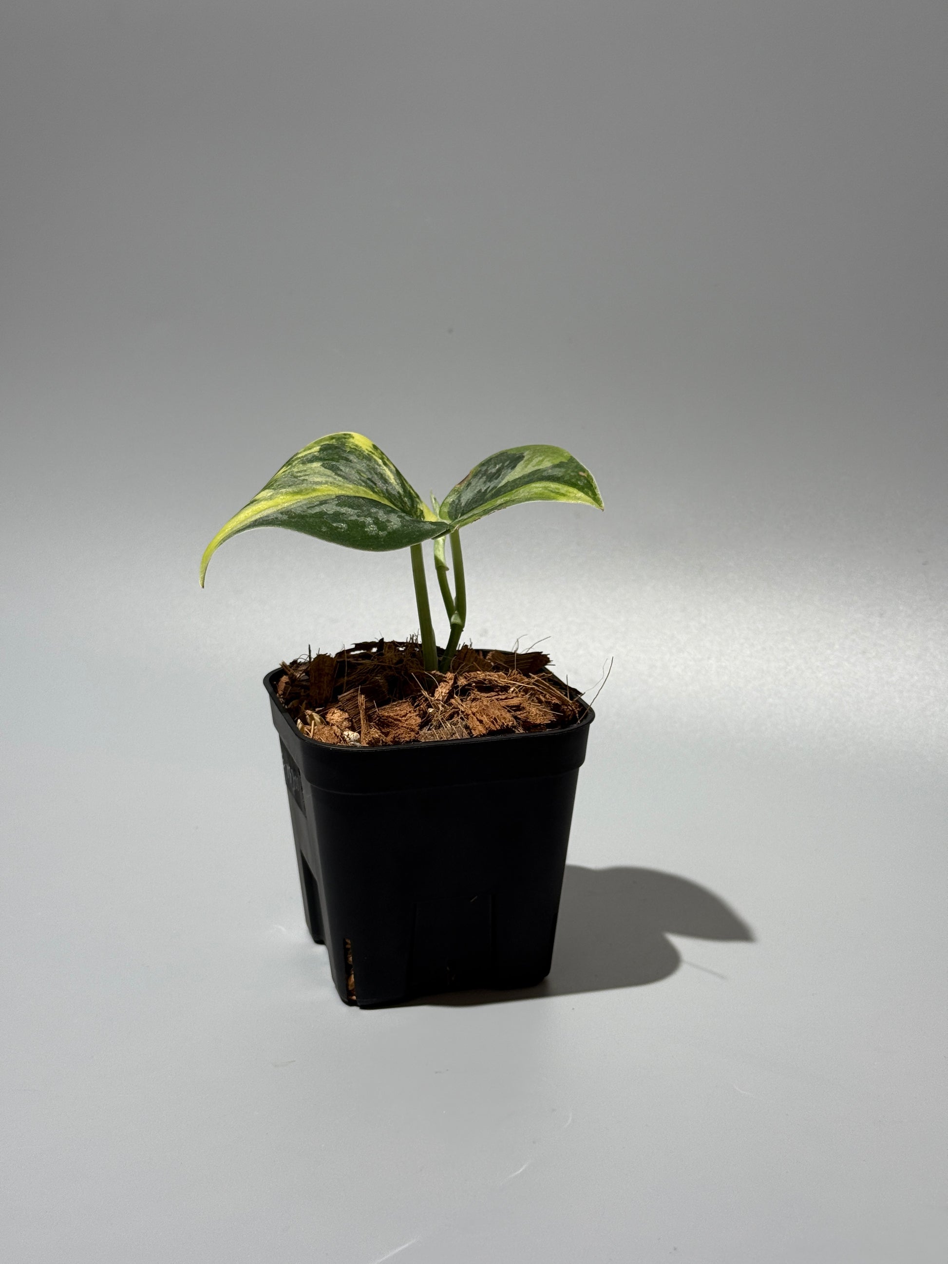 スキンダプサス グリーン ダイヤモンド / Scindapsus Green diamond (2)