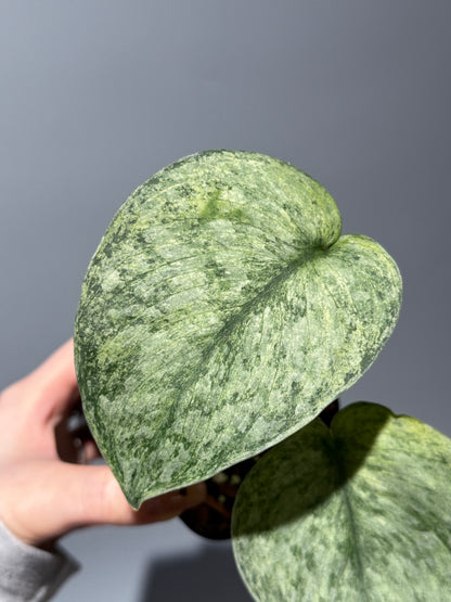 スキンダプサス エキゾチカ マーブル sp.バニュマス / Scindapsus exotica marble sp.Banyumas (1)