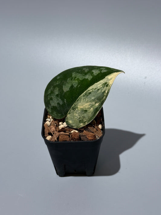 スキンダプサス バクダパティ / Scindapsus bakudapati (2)