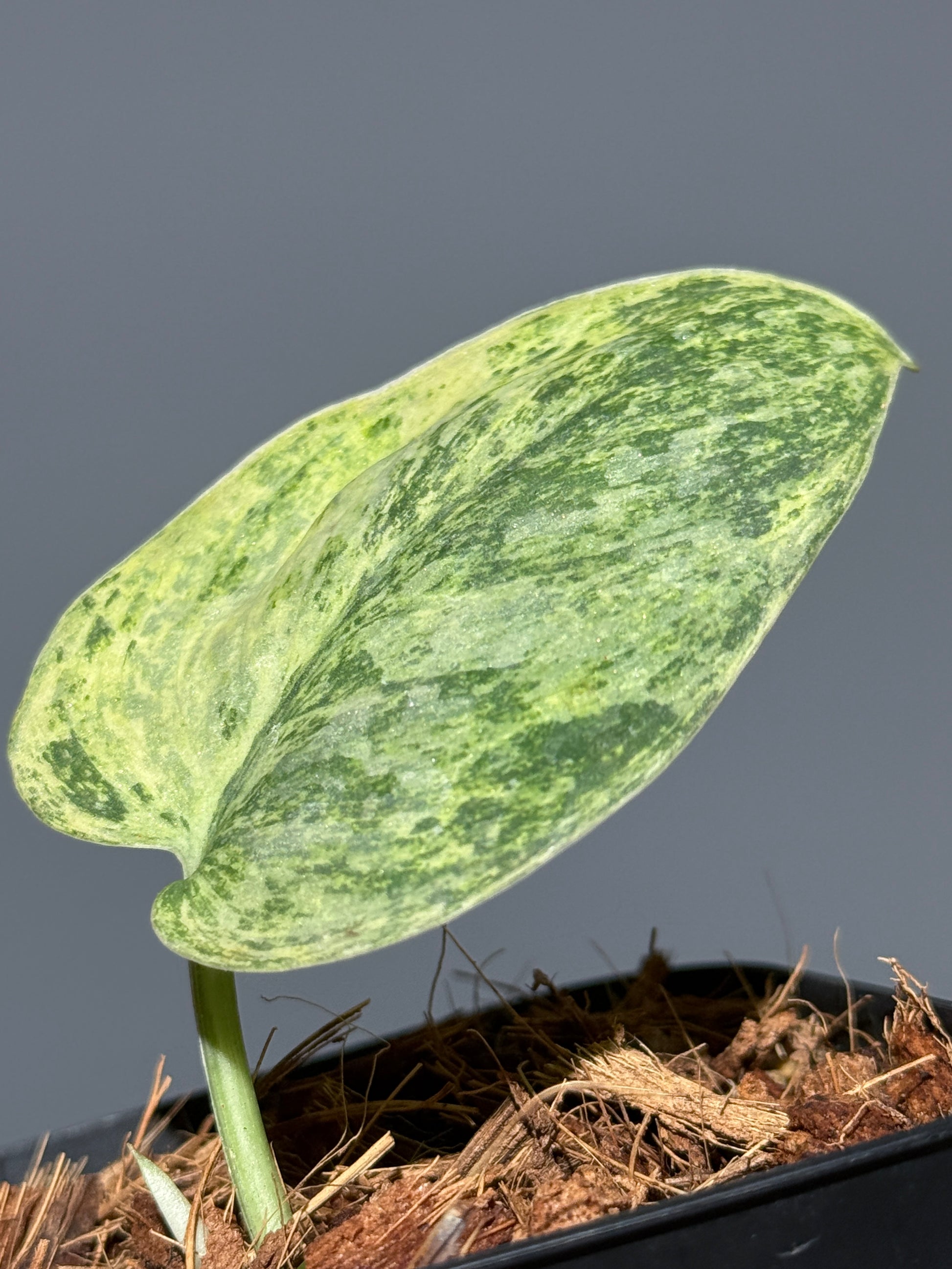 スキンダプサス テンバガ  / Scindapsus Tembaga (3)