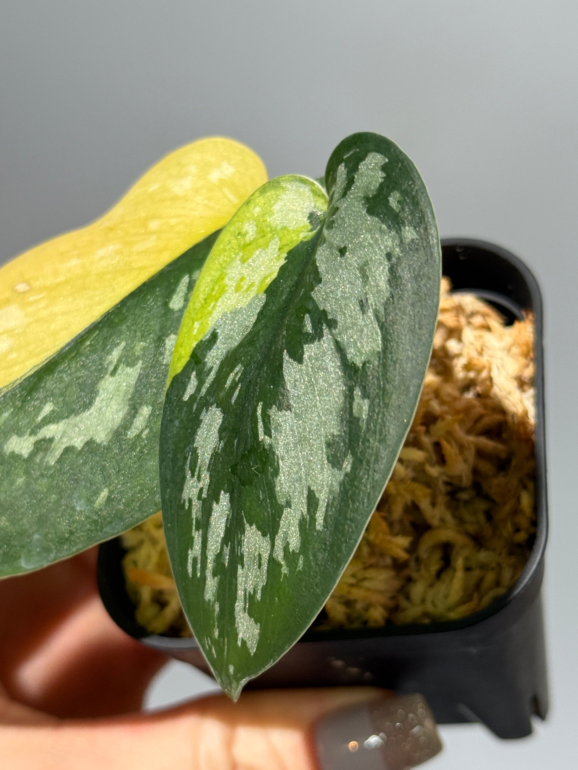 スキンダプサス マッチャ / Scindapsus matcha (2)