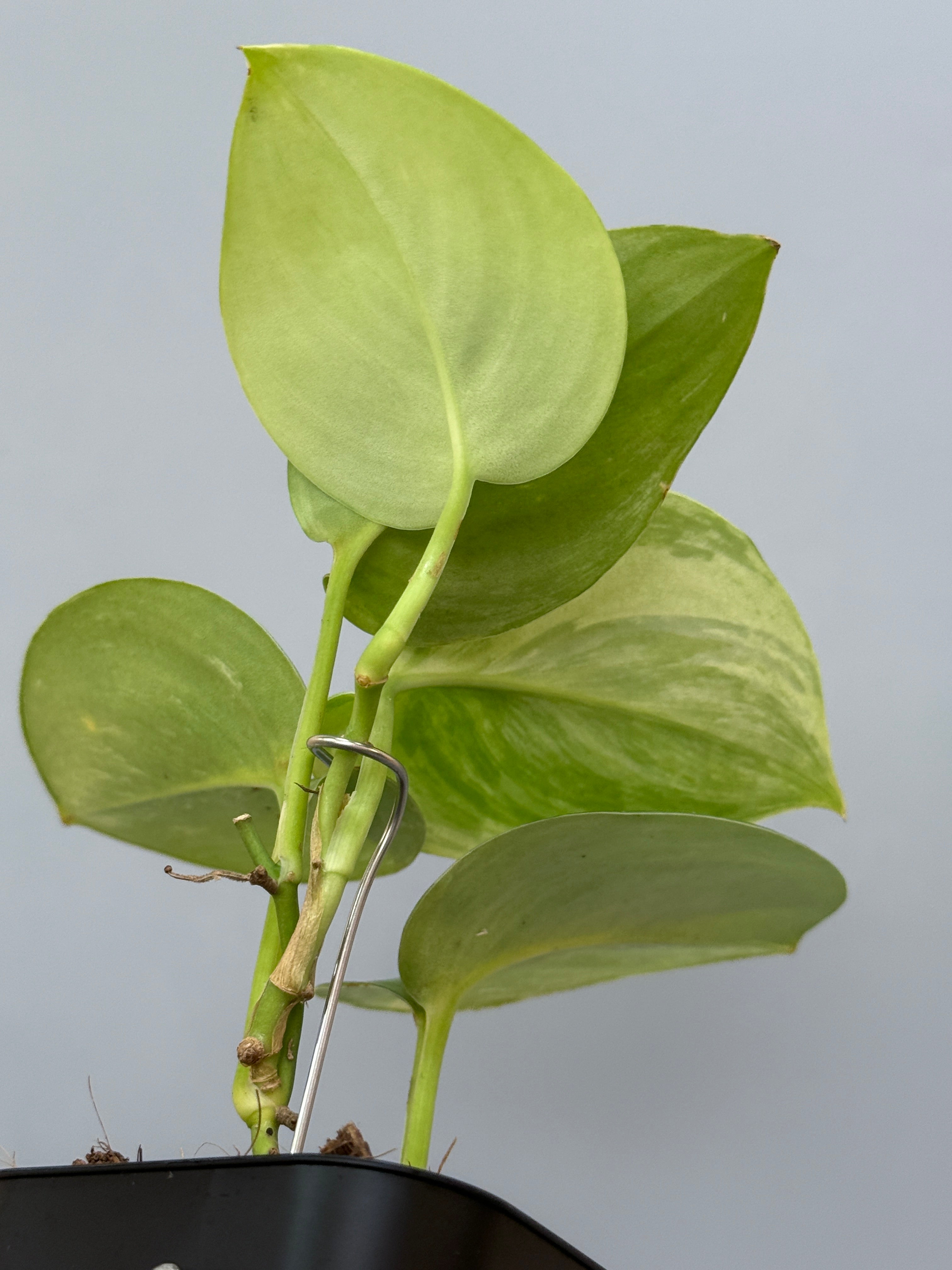 スキンダプサス ルビコン 斑入り / Scindapsus rubico var. (3