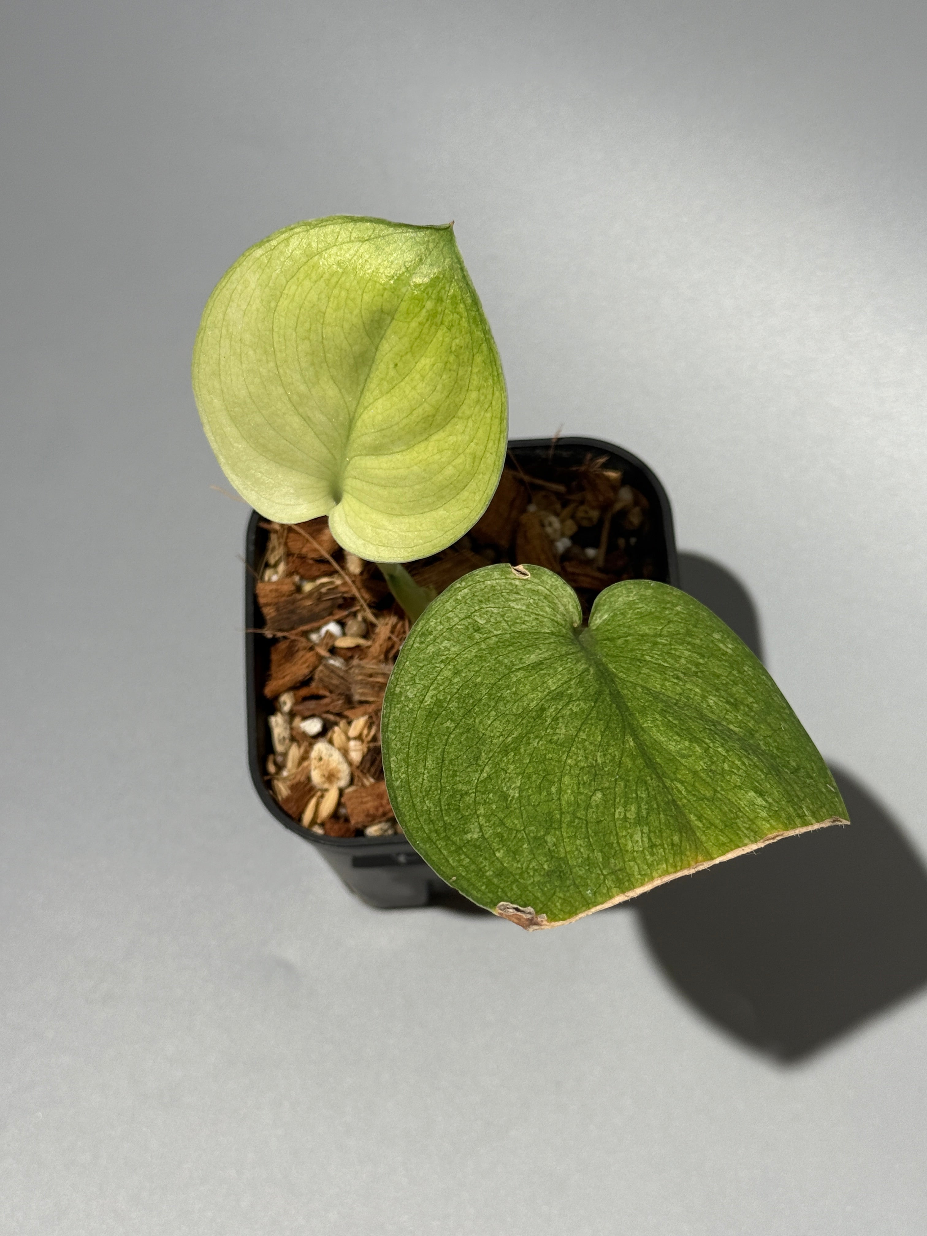 All Plants – Page 2 – Nakayama-Plants