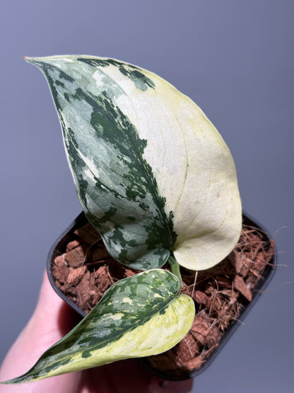 スキンダプサス マリポーサ / Scindapsus Mariposa(2)