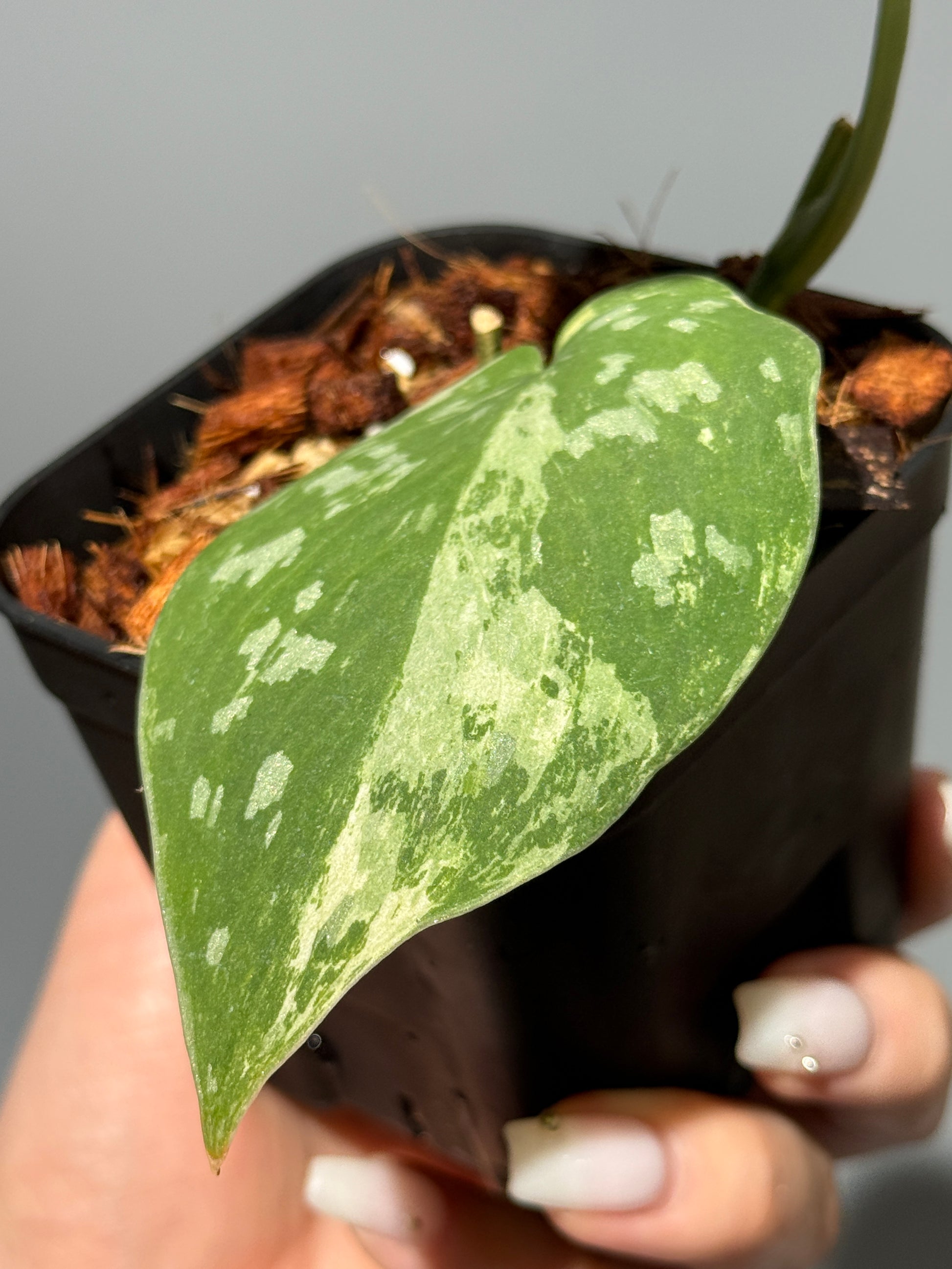 スキンダプサス ホワイトクロコダイル / Scindapsus White crocodile (1)