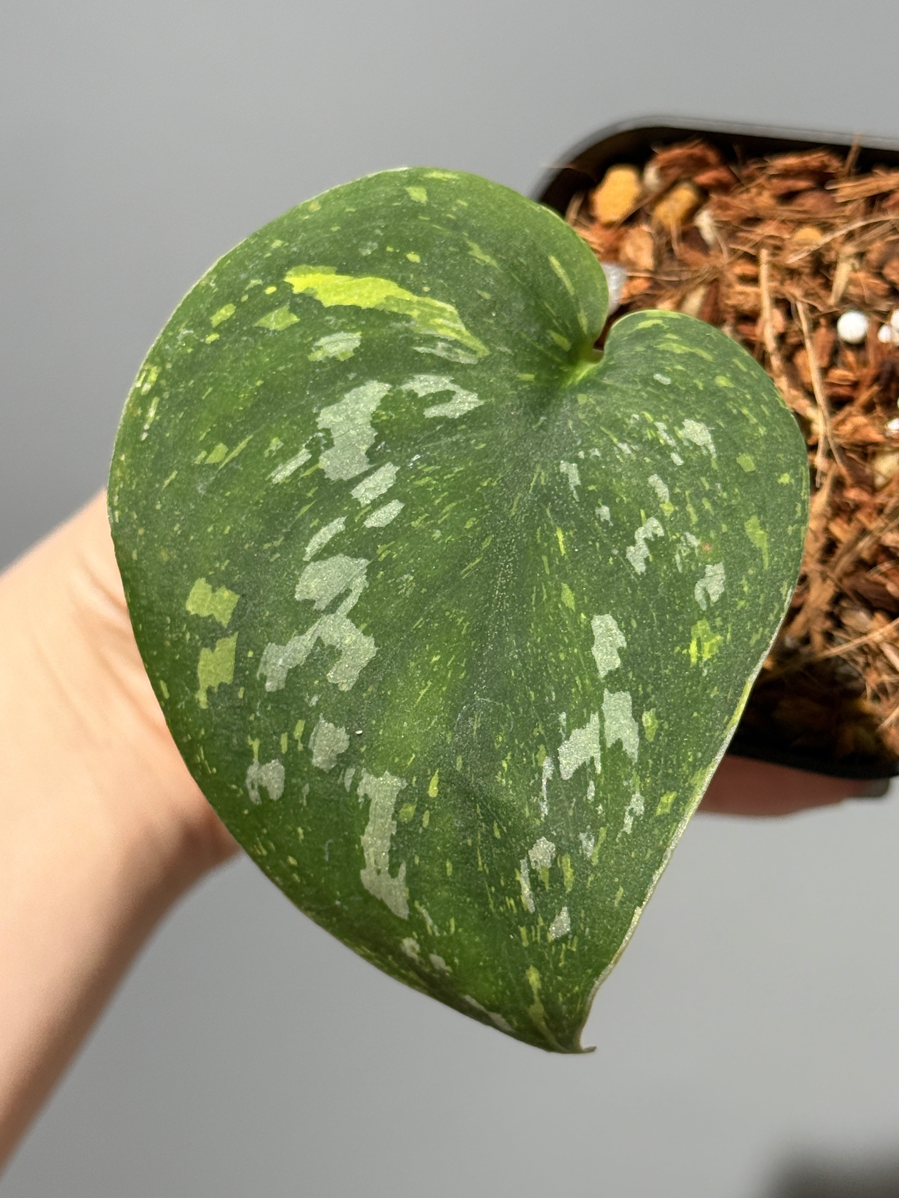 All Plants – Nakayama-Plants