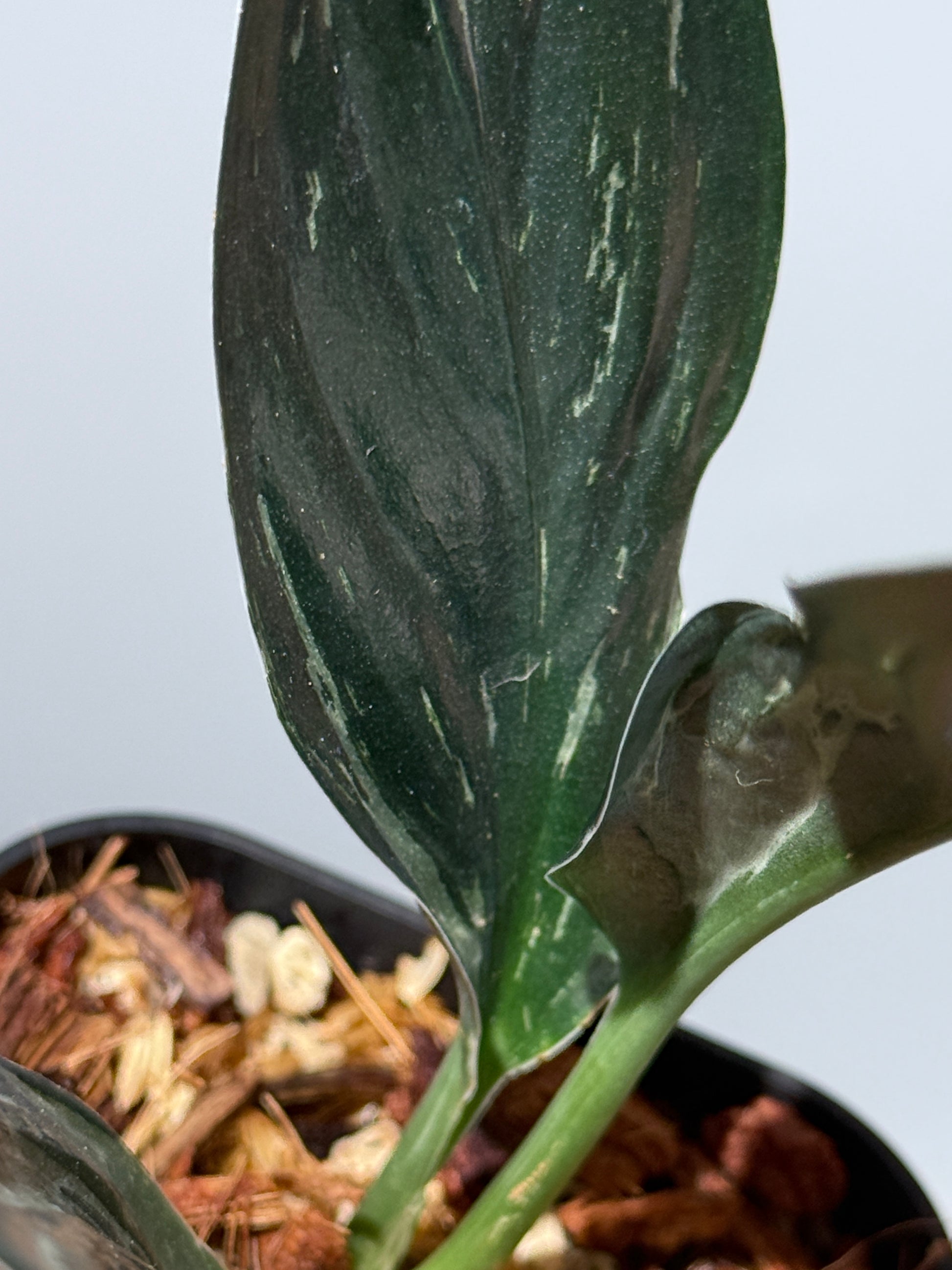 スキンダプサス トレビー ダークフォーム ミューテーション/Scindapsus Treubii darkform mutation (3)