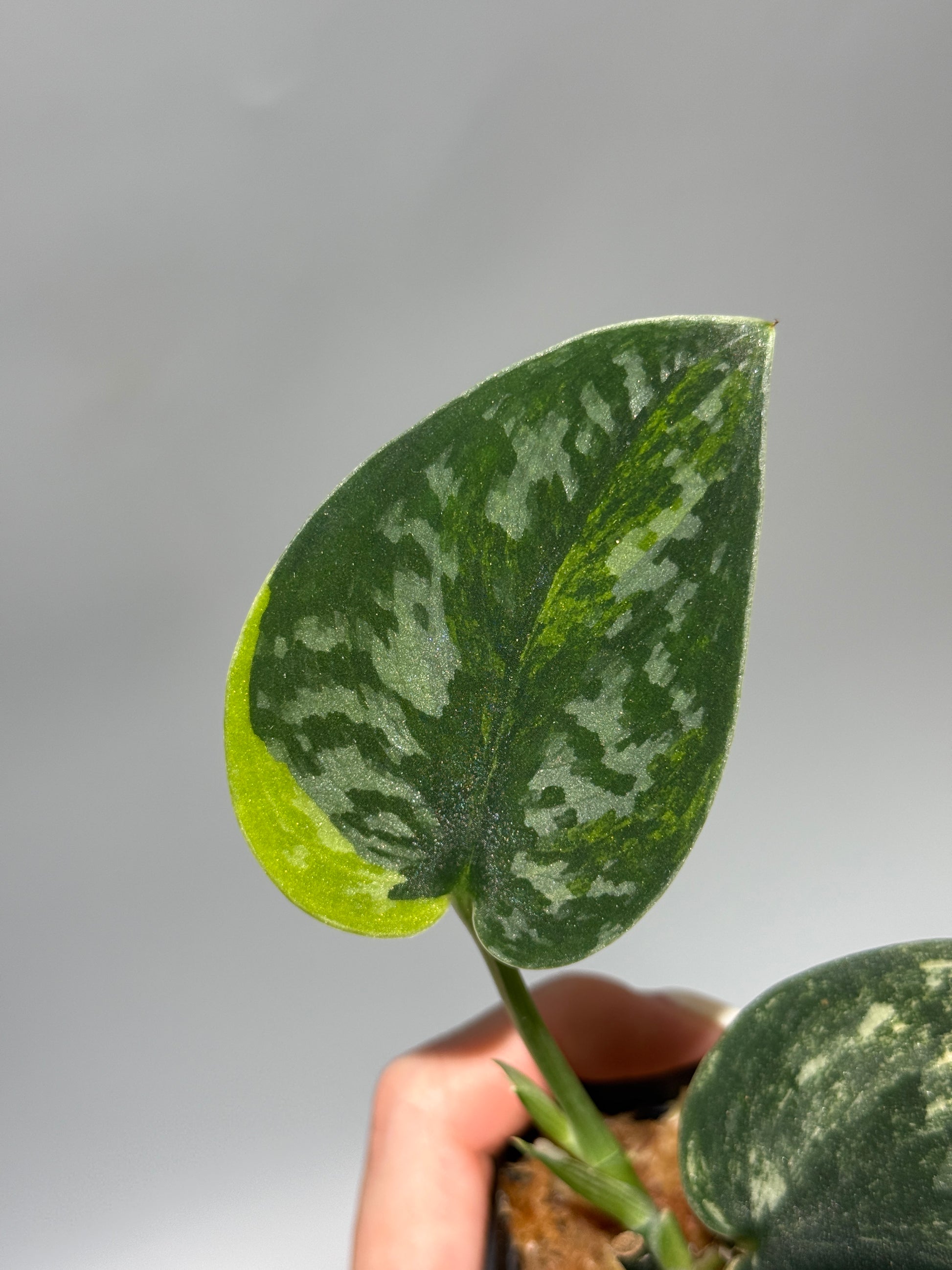 スキンダプサス グリーン ダイヤモンド / Scindapsus Green diamond (1)