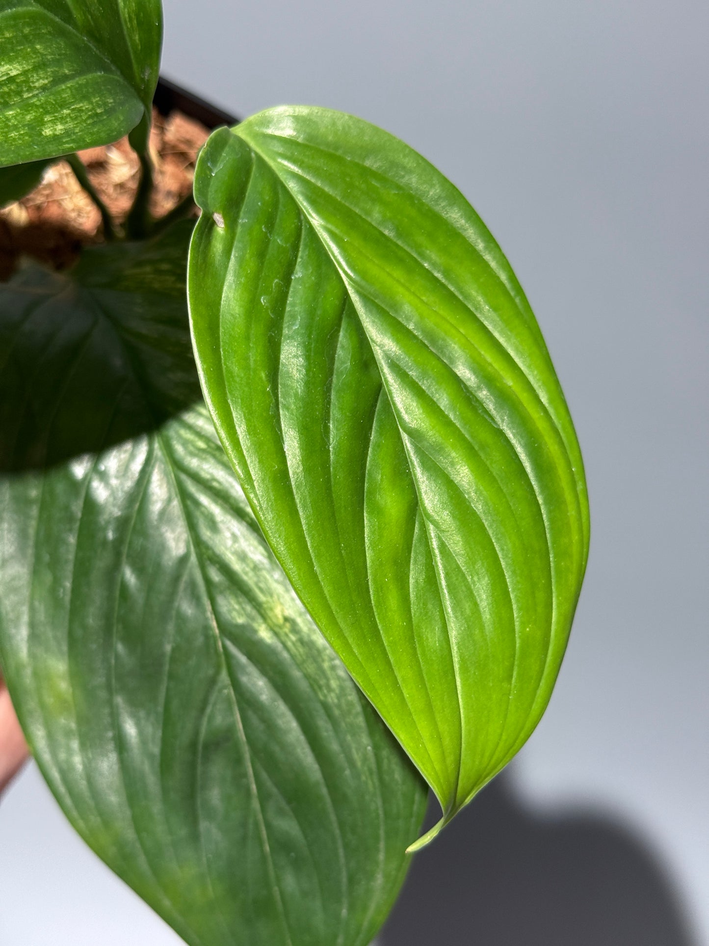 スキンダプサス ペラケンシス  / Scindapsus Perakensis (2)