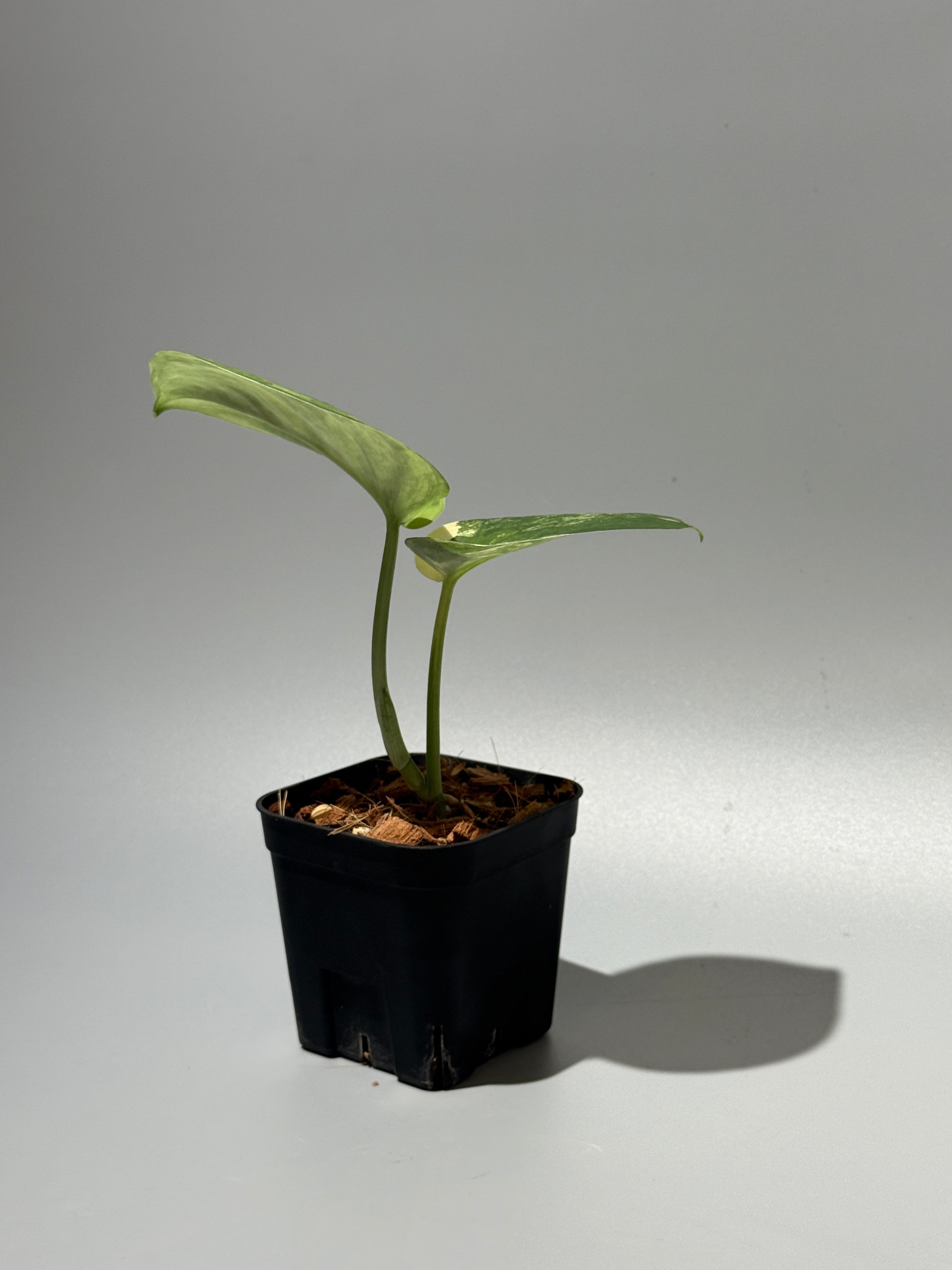 スキンダプサス ジェイドサテン オーレア  / Scindapsus jadesatin aurea (1)