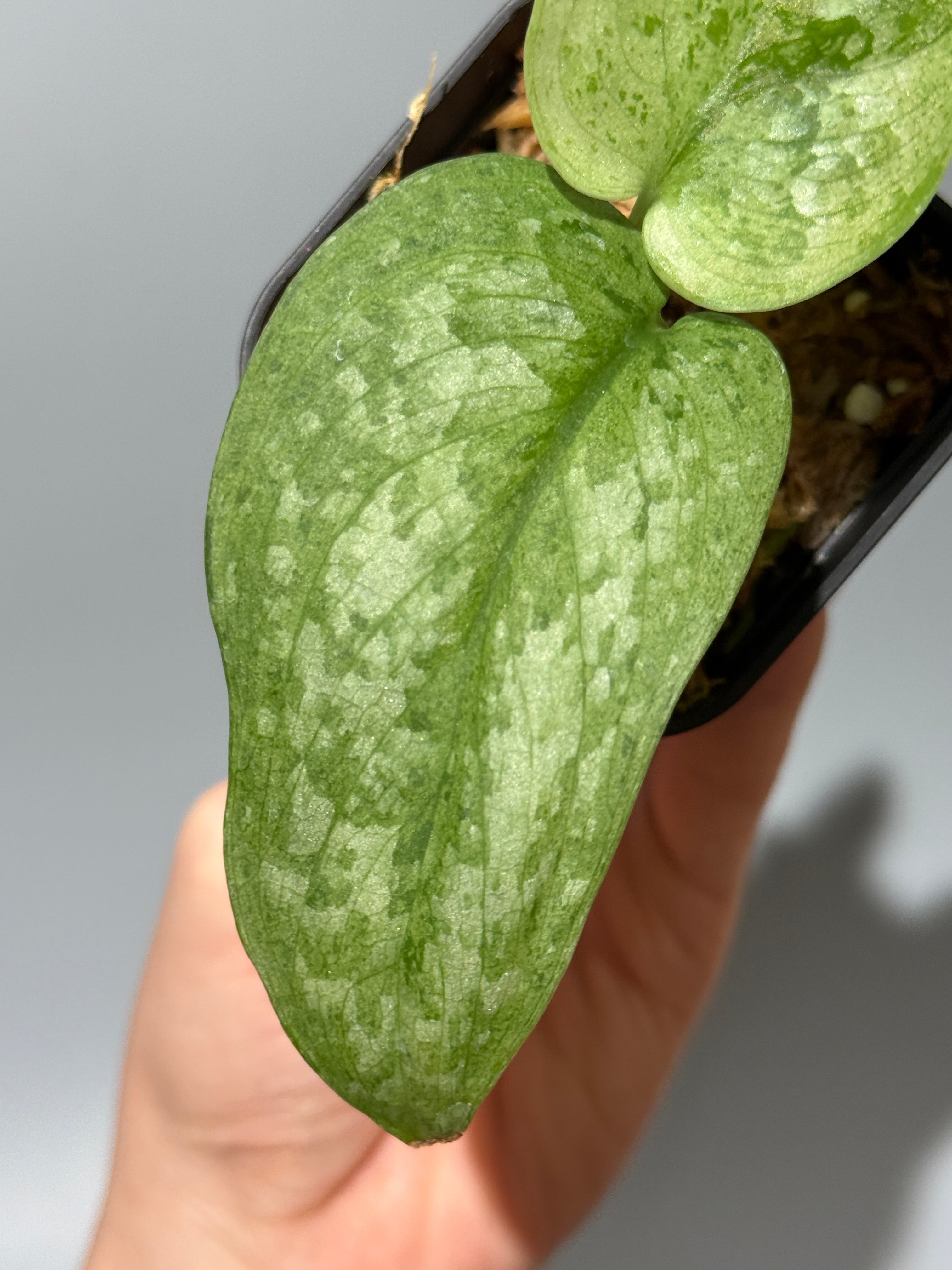 All Plants – Nakayama-Plants