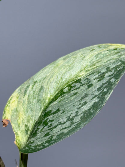 スキンダプサス サデワ トリカラー / Scindapsus sadewa tricolor (1)