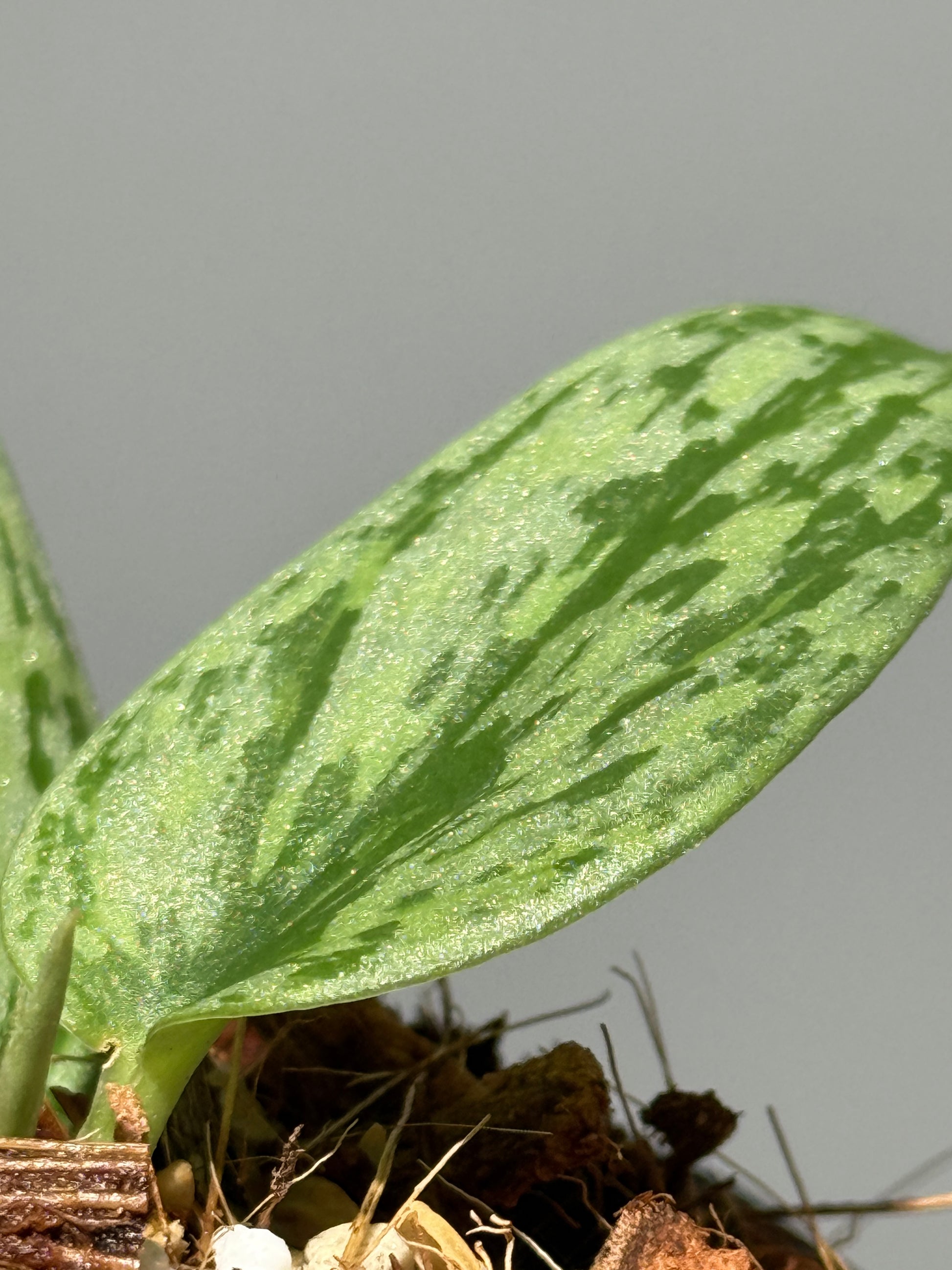 スキンダプサス グリーン アーミー トリカラー / Scindapsus Green army tricolor (1)