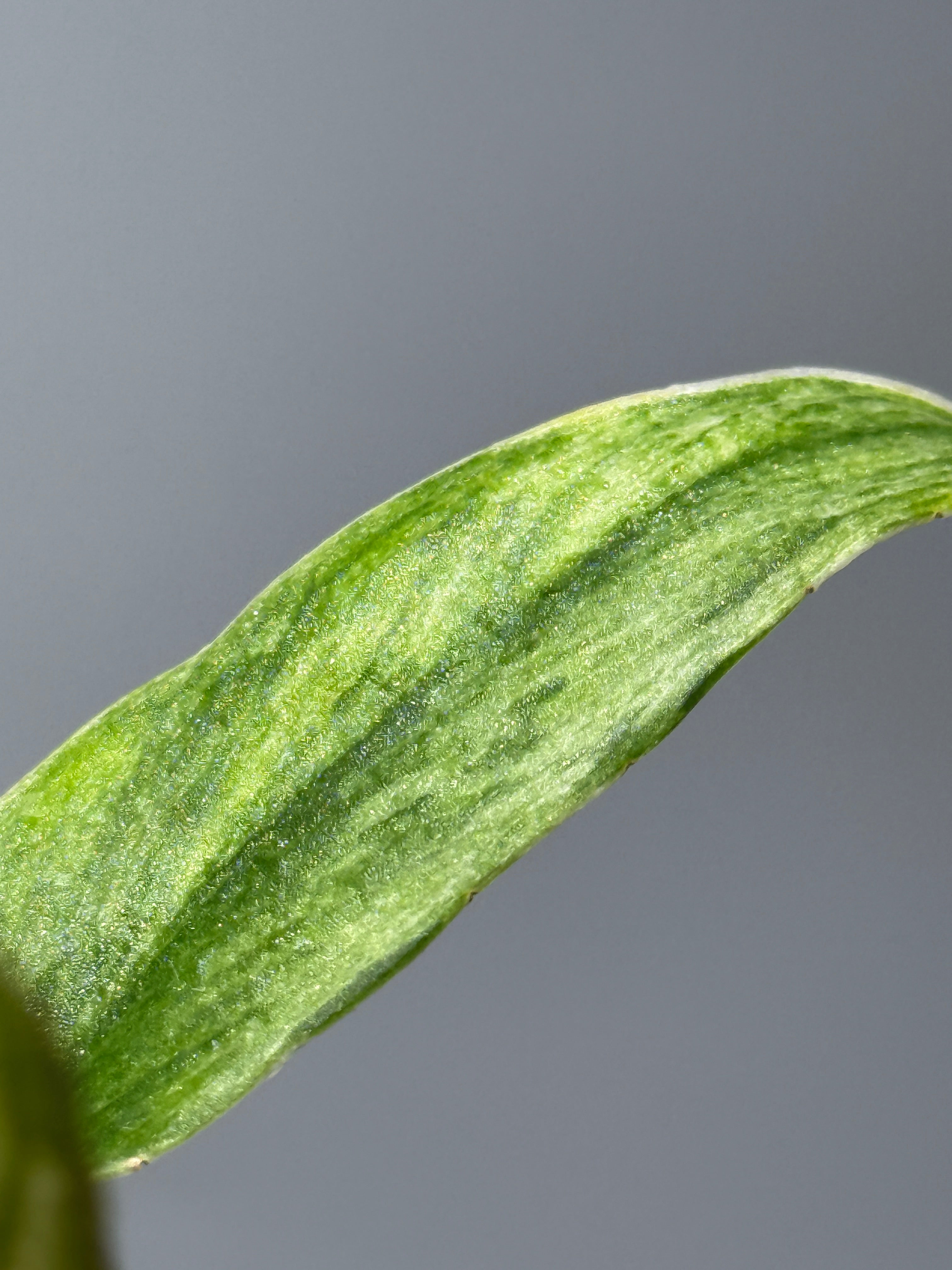 スキンダプサス パイソン ミント / Scindapsus Python mint (1