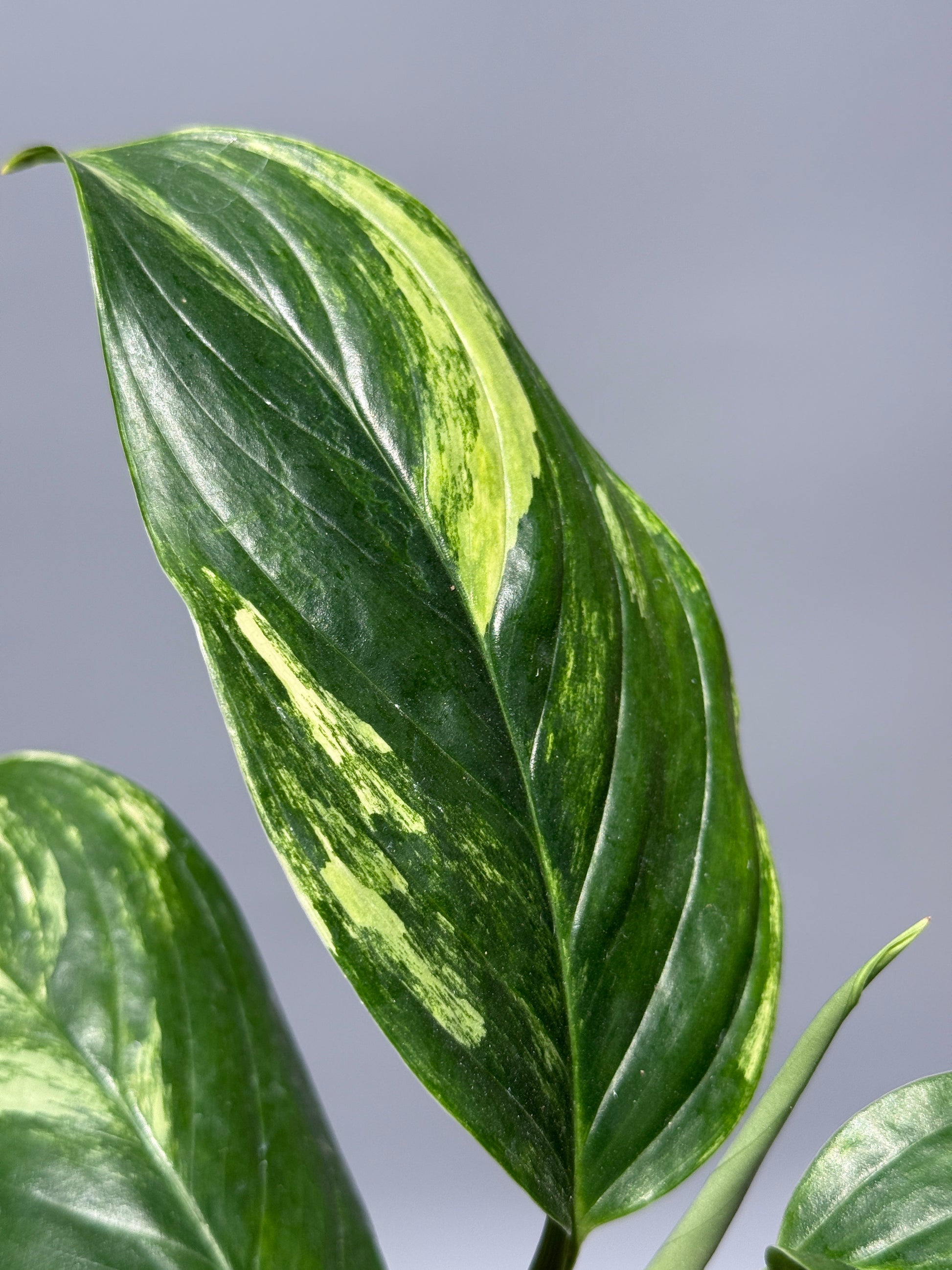 スキンダプサス ペラケンシス 斑入り / Scindapsus Perakensis var. (1)